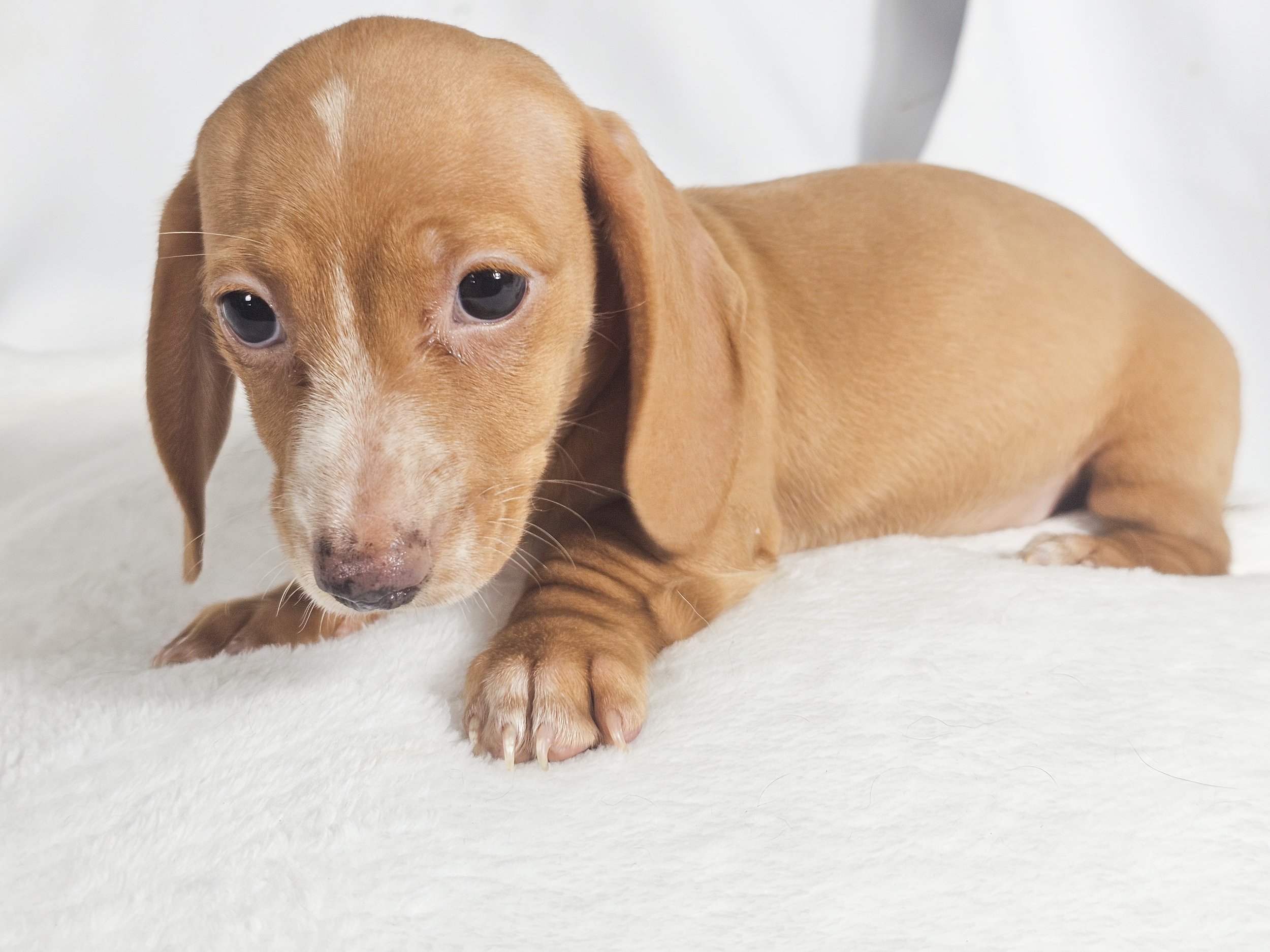 Spicy Jalapeño (RESERVED, shorthaired girl)