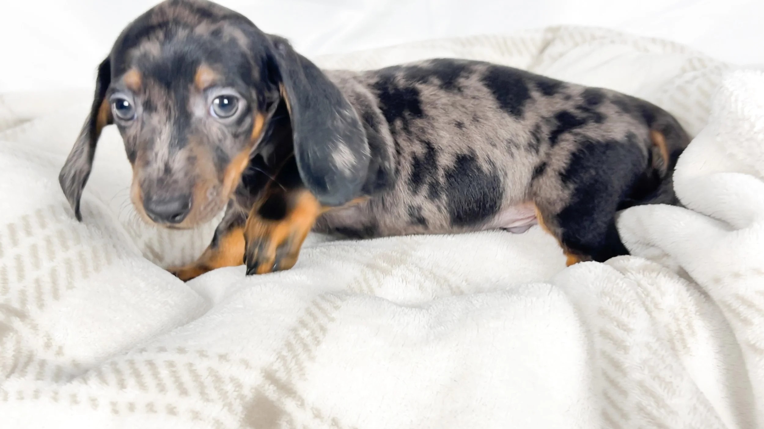 Lychee (RESERVED, shorthaired boy)