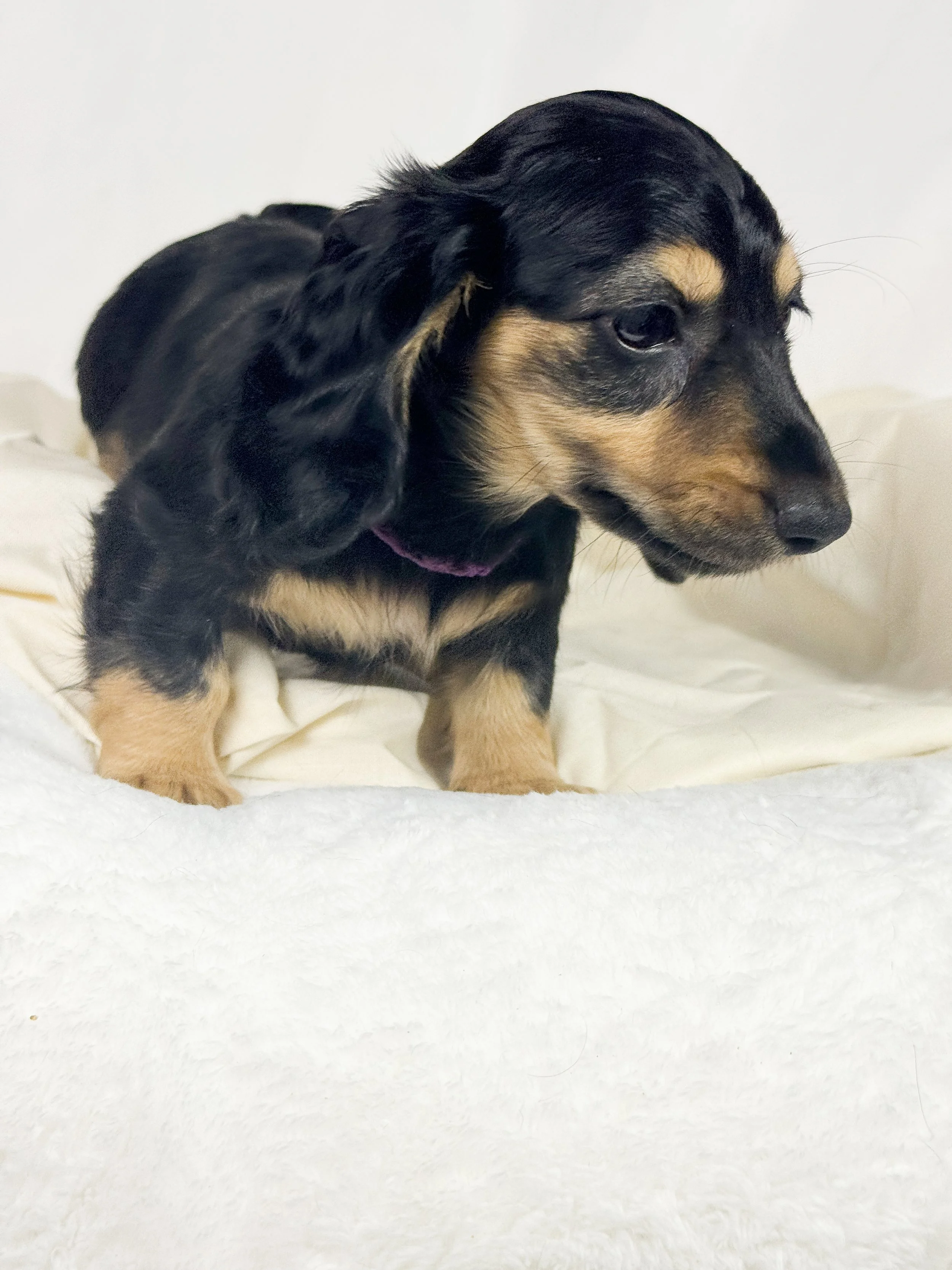 Pumpkin Cream (RESERVED, longhaired girl)