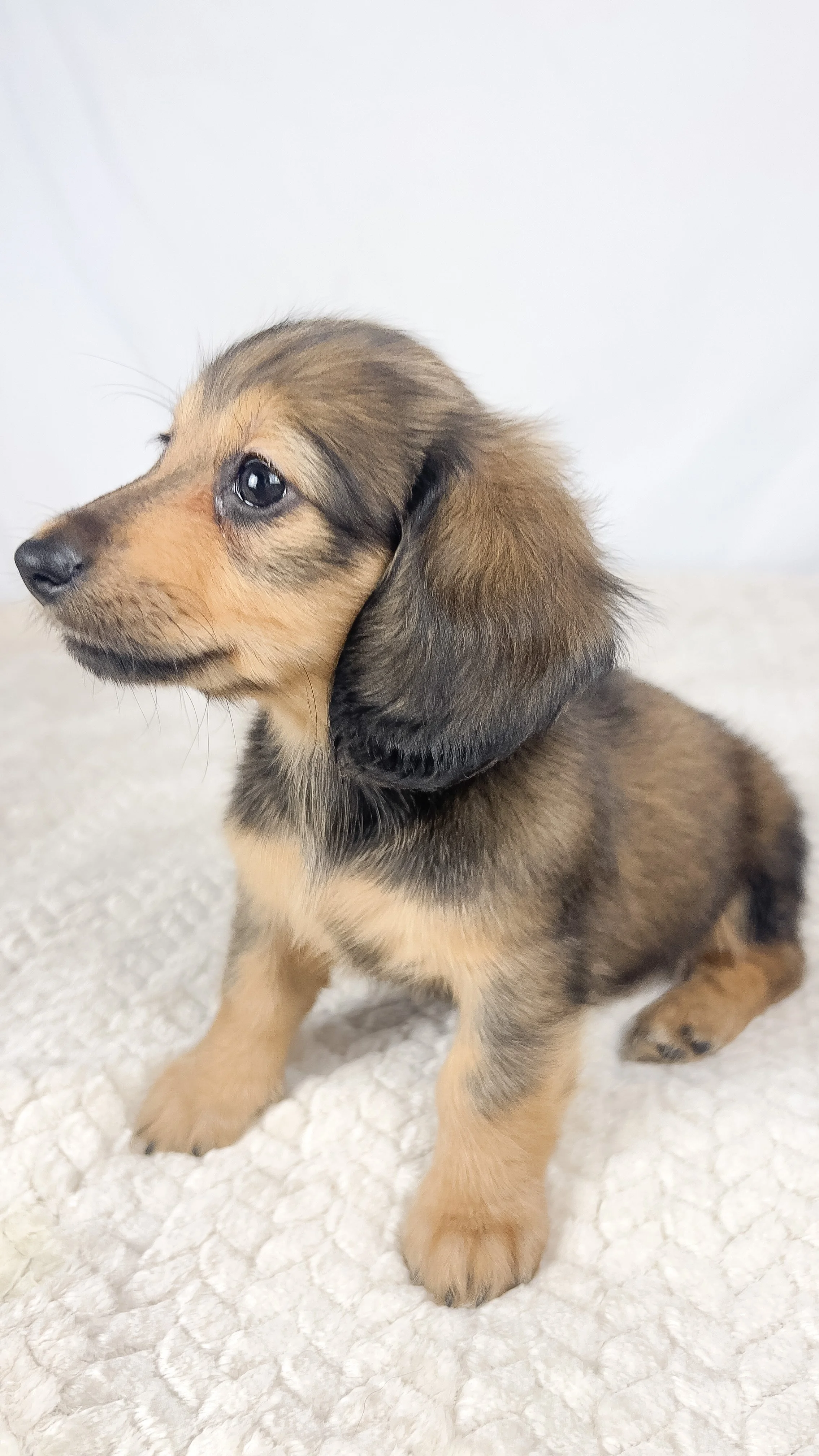 Whip cream (RESERVED, longhaired girl)