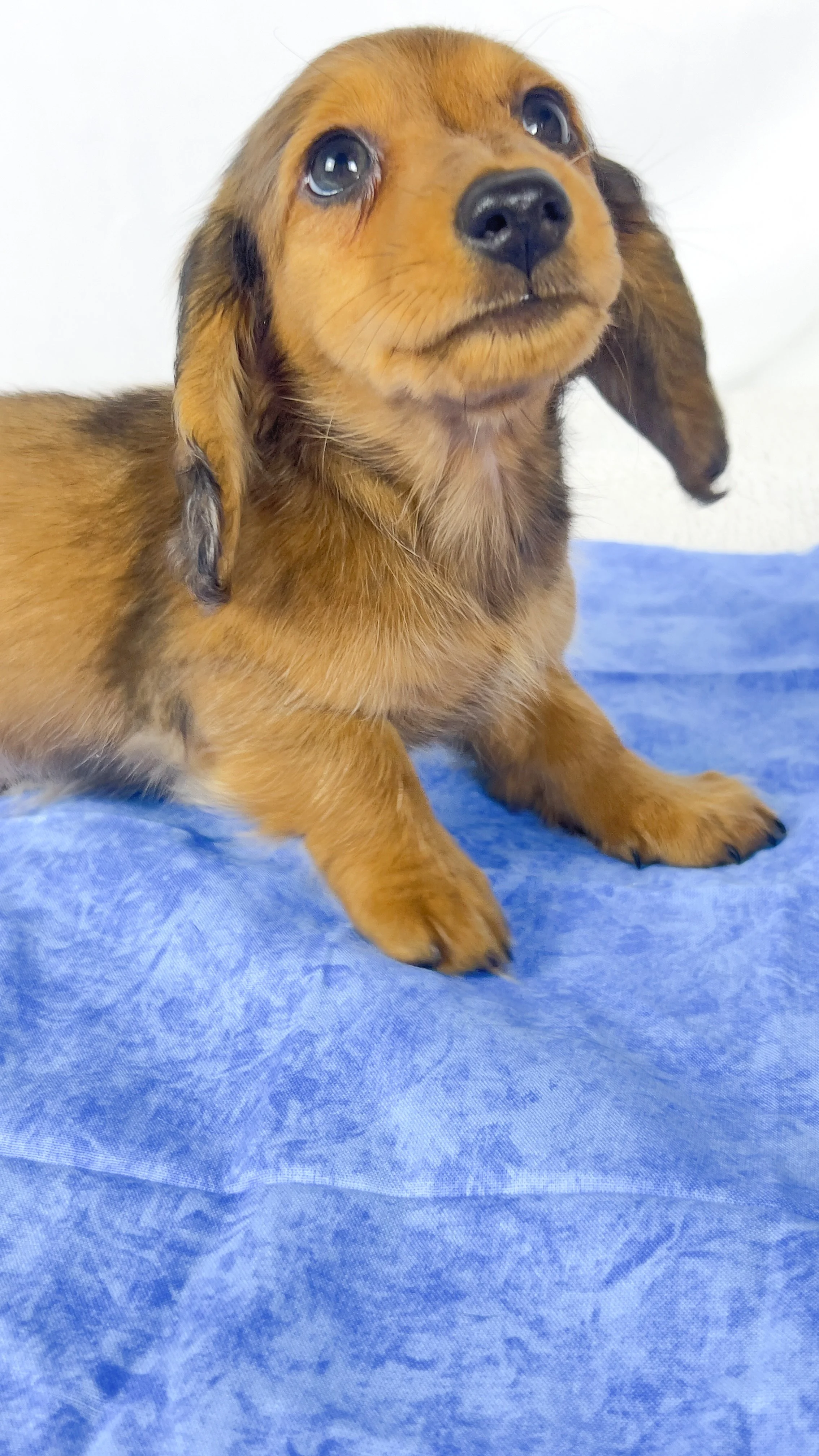 Peanuts (RESERVED, longhaired boy)