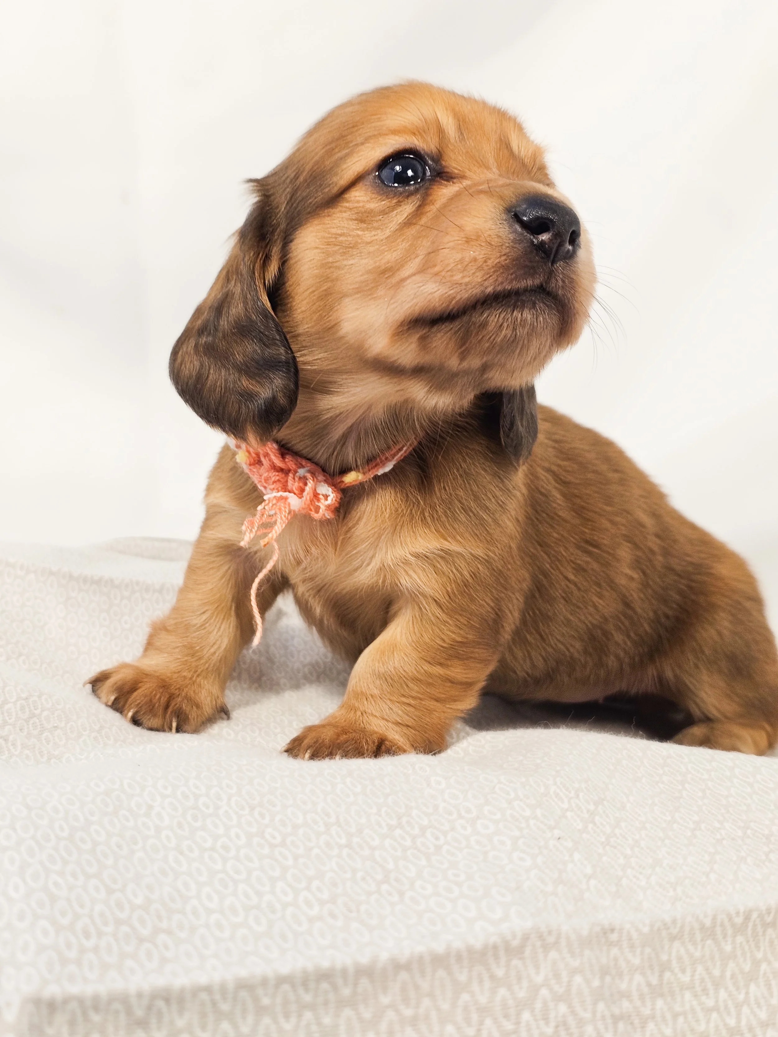 Bean (longhaired girl, $4000 with a $500 deposit towards the total)