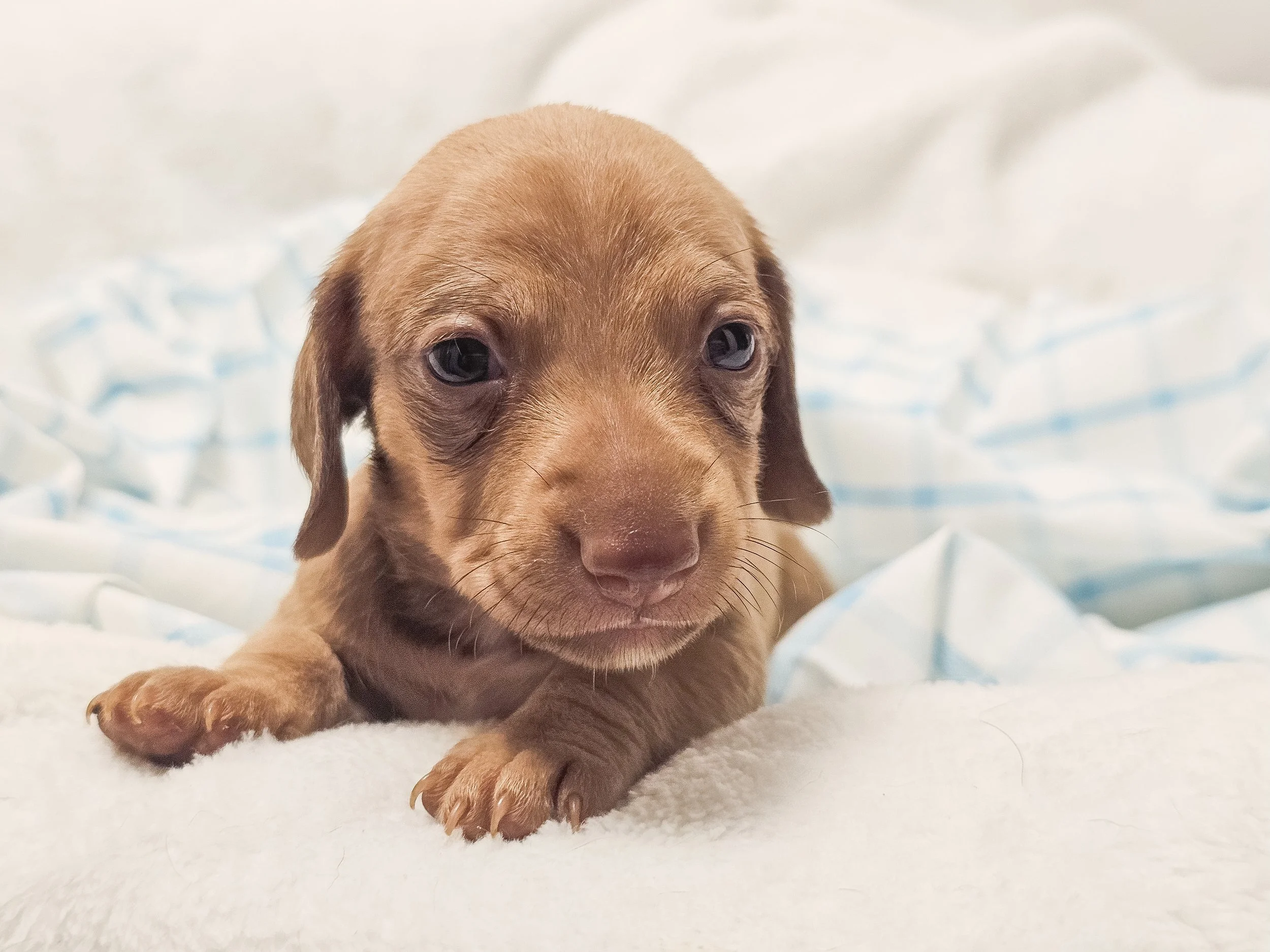 Scoops (shorthaired girl, $2000 with a $500 deposit towards total)