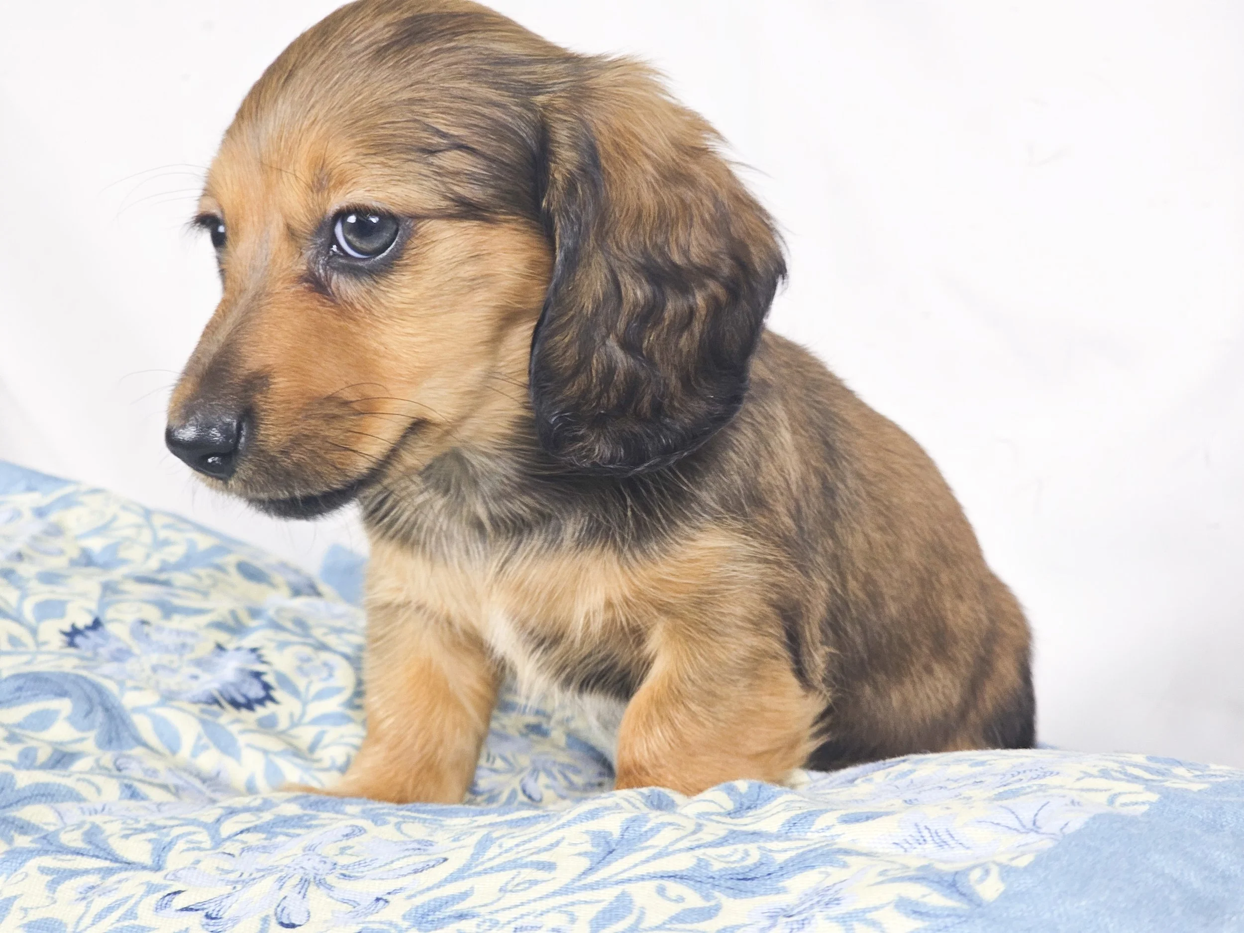 Wavy aka Tate (RESERVED, longhaired girl)