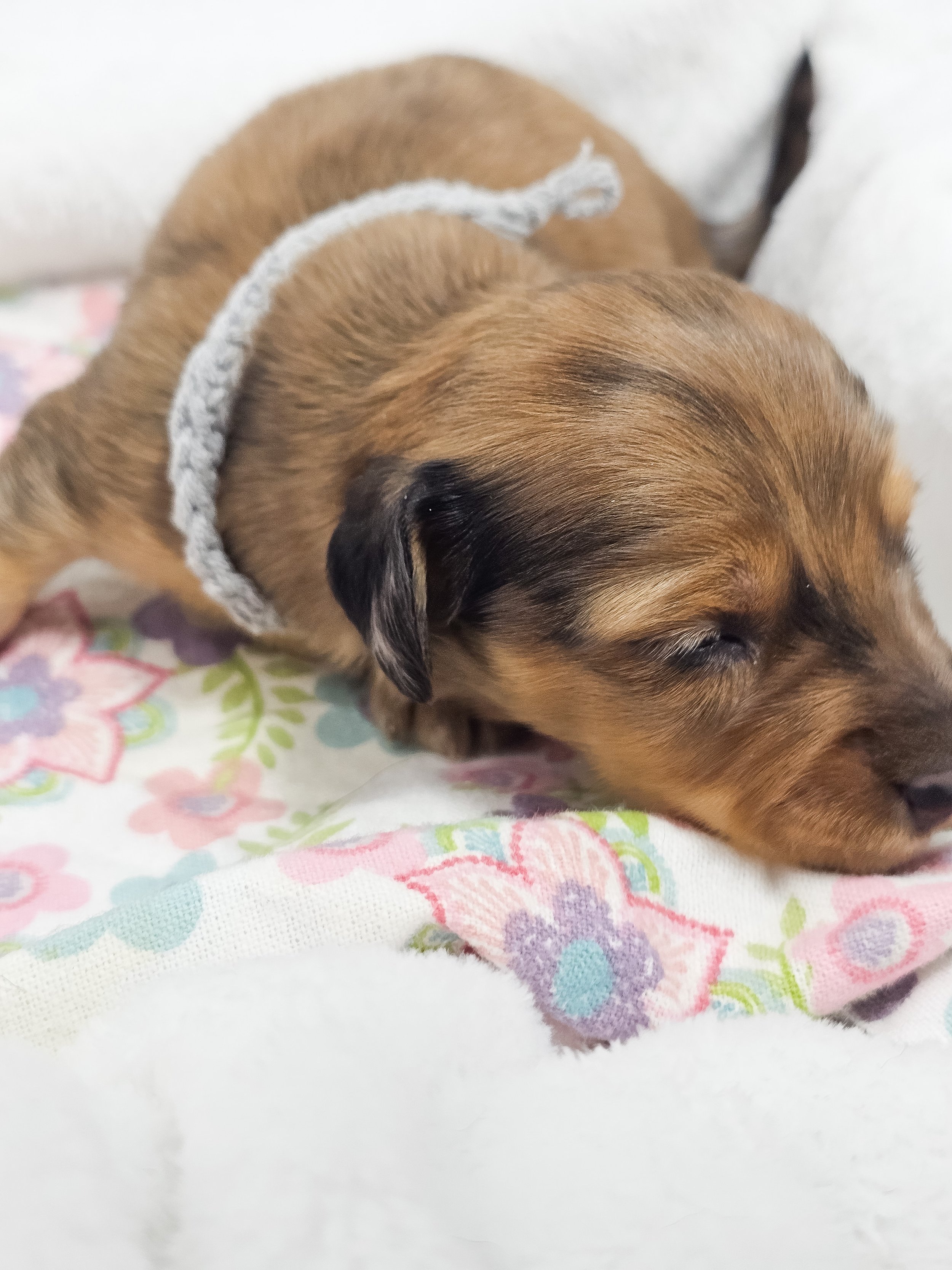 Shell (longhaired boy, $4000 with a $500 deposit towards total)