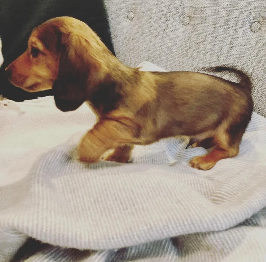 Roxy and Bar 1st Litter 