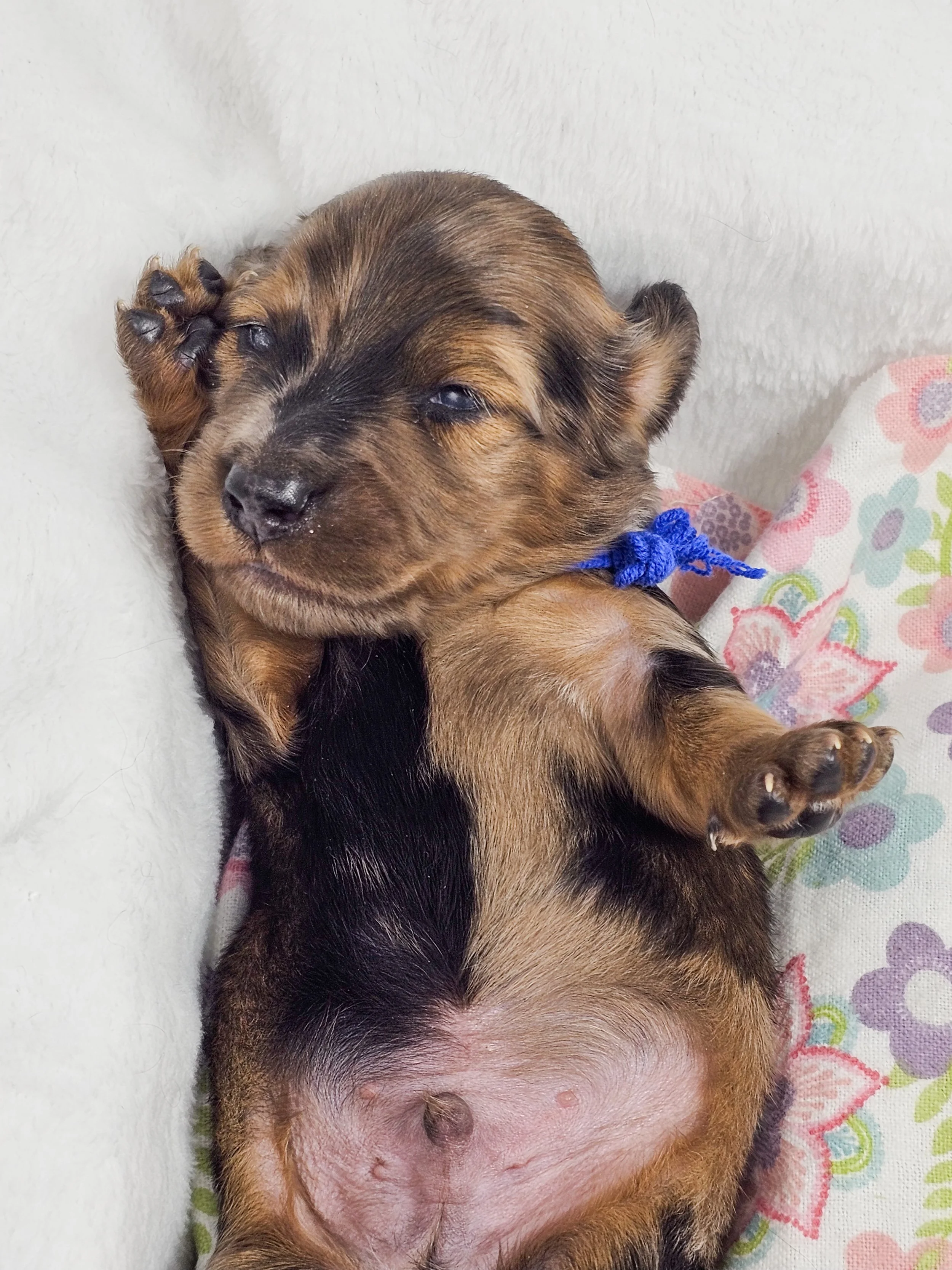 Bucket (RESERVED, longhaired boy)
