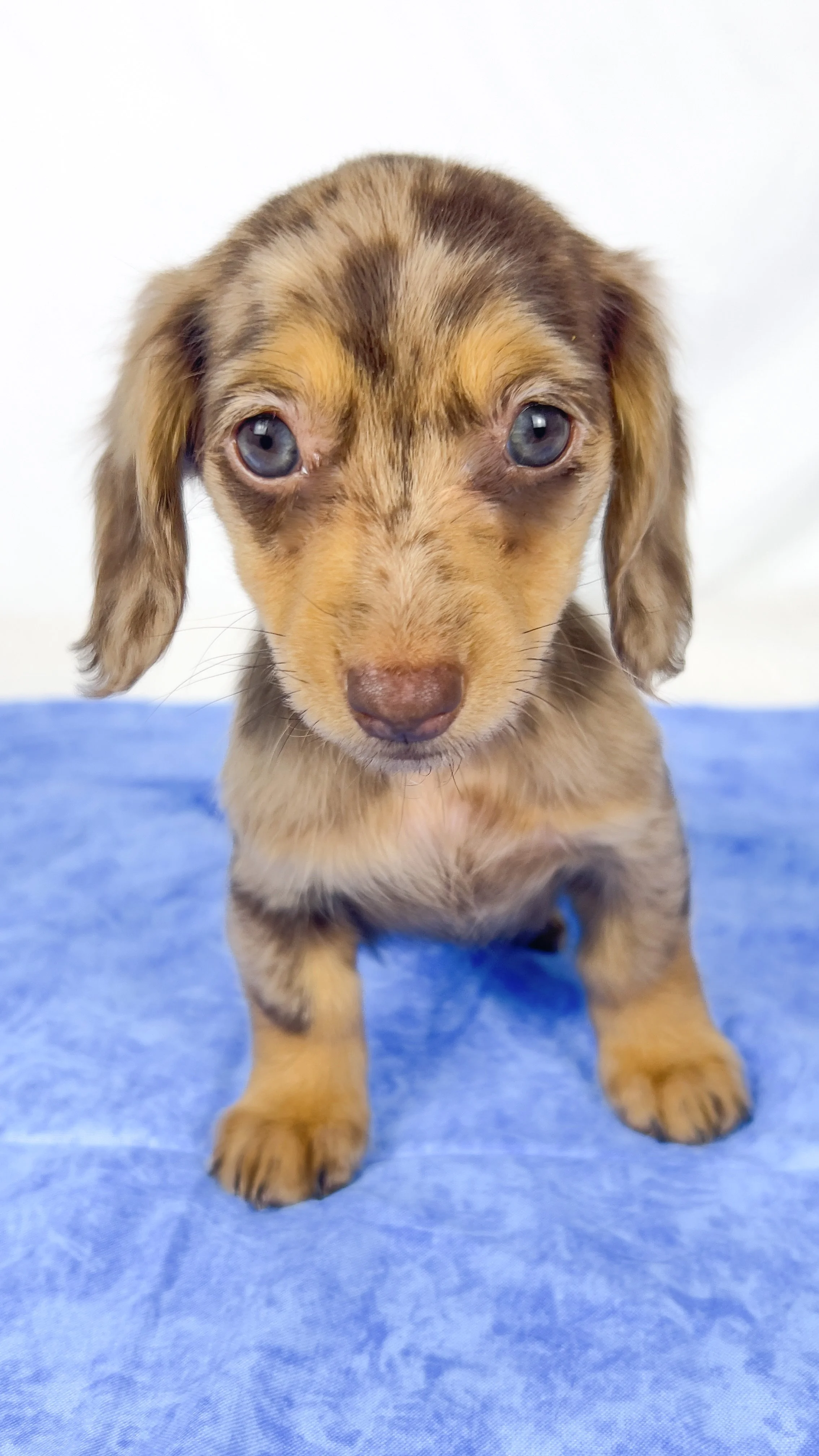 Hot fudge aka Reese (RESERVED, longhaired girl)
