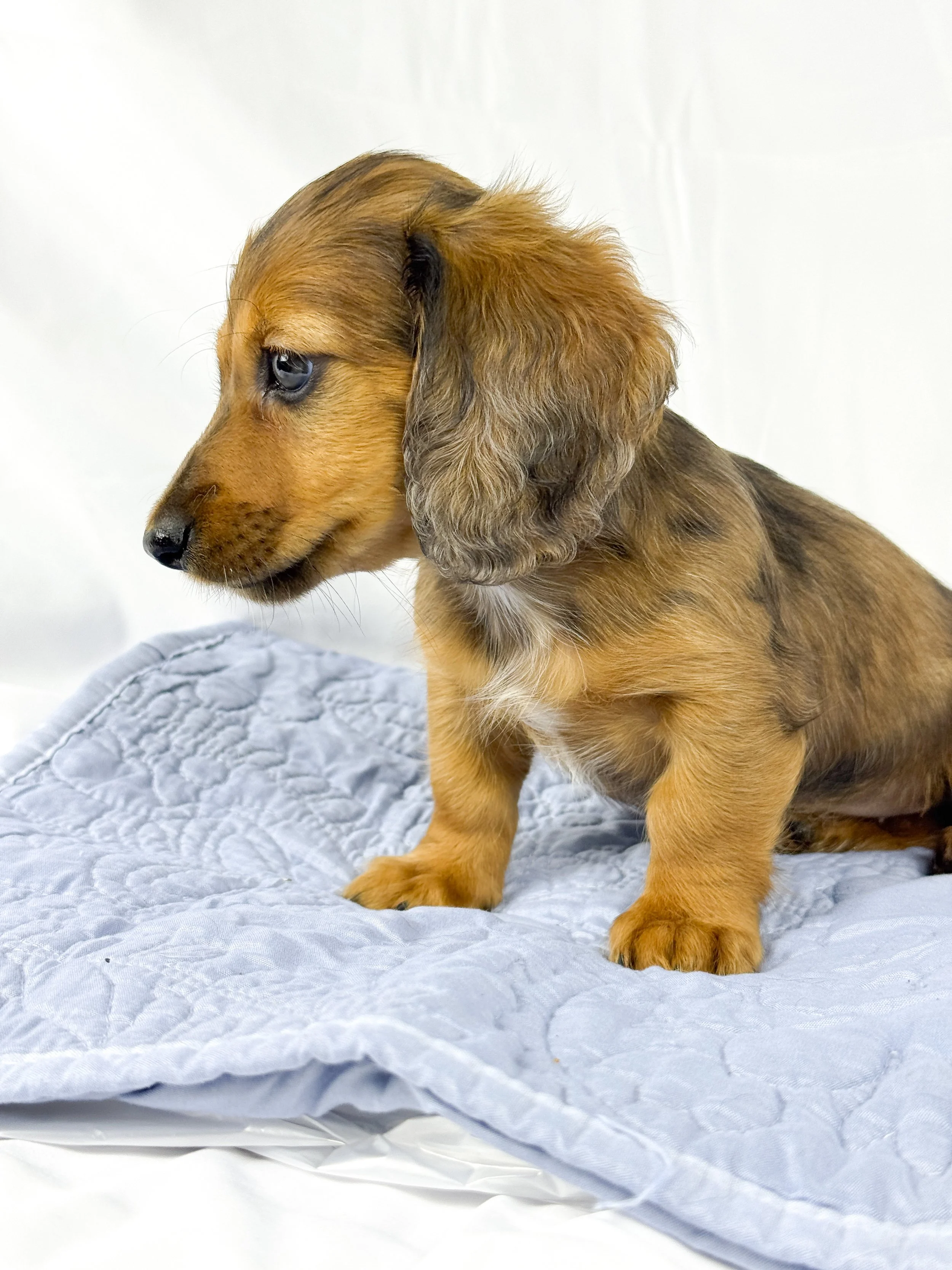 BBQ aka Millie (RESERVED, longhaired girl)