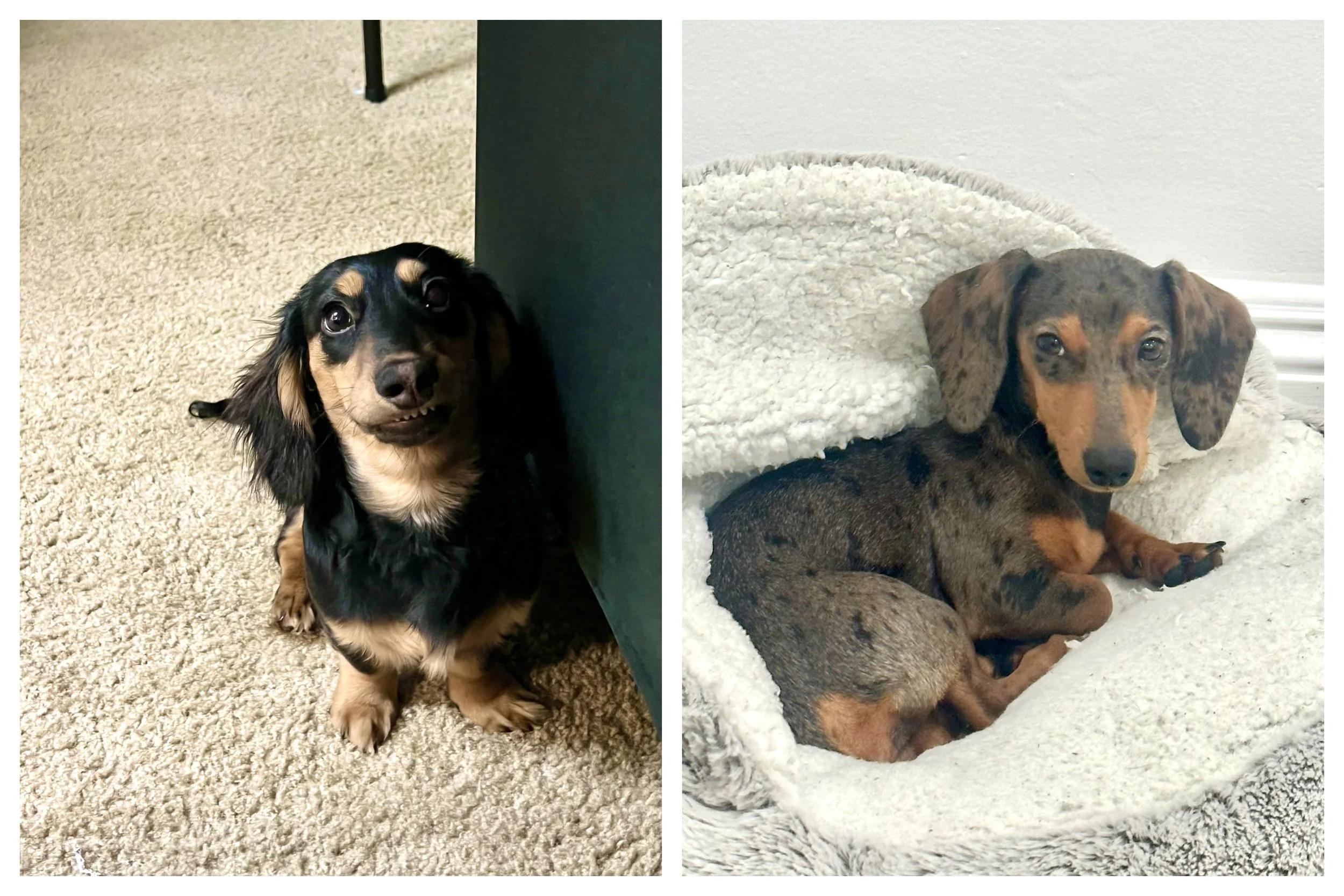 Side-by-side photos of two Dachshund puppies. The puppy on the left is black and tan, sitting on a beige carpet near a dark object, and looking up with a curious expression. The puppy on the right is a dapple Dachshund with a gray and tan coat, lying in a cozy white plush bed and looking directly at the camera.