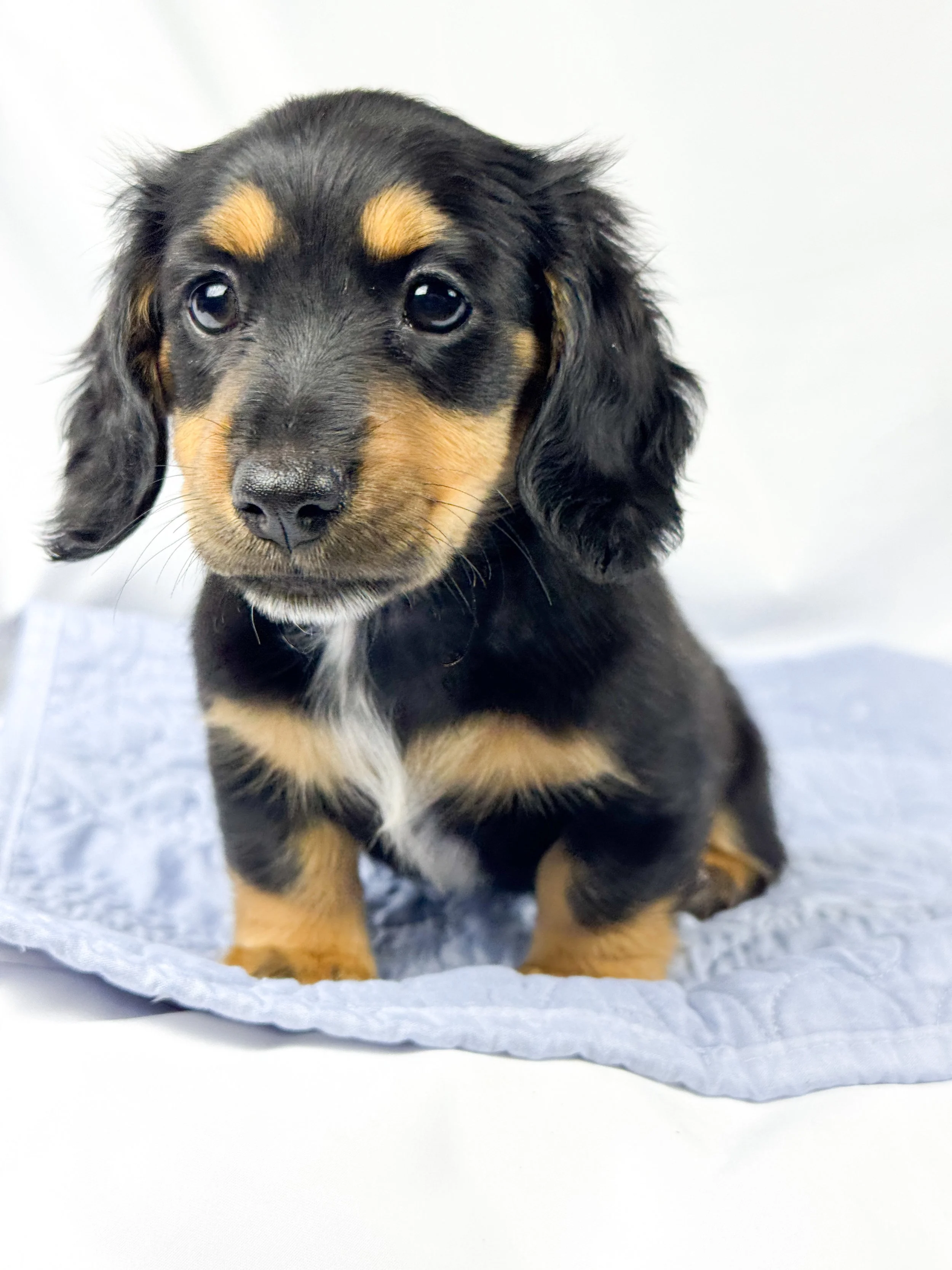Limon (RESERVED, longhaired girl)