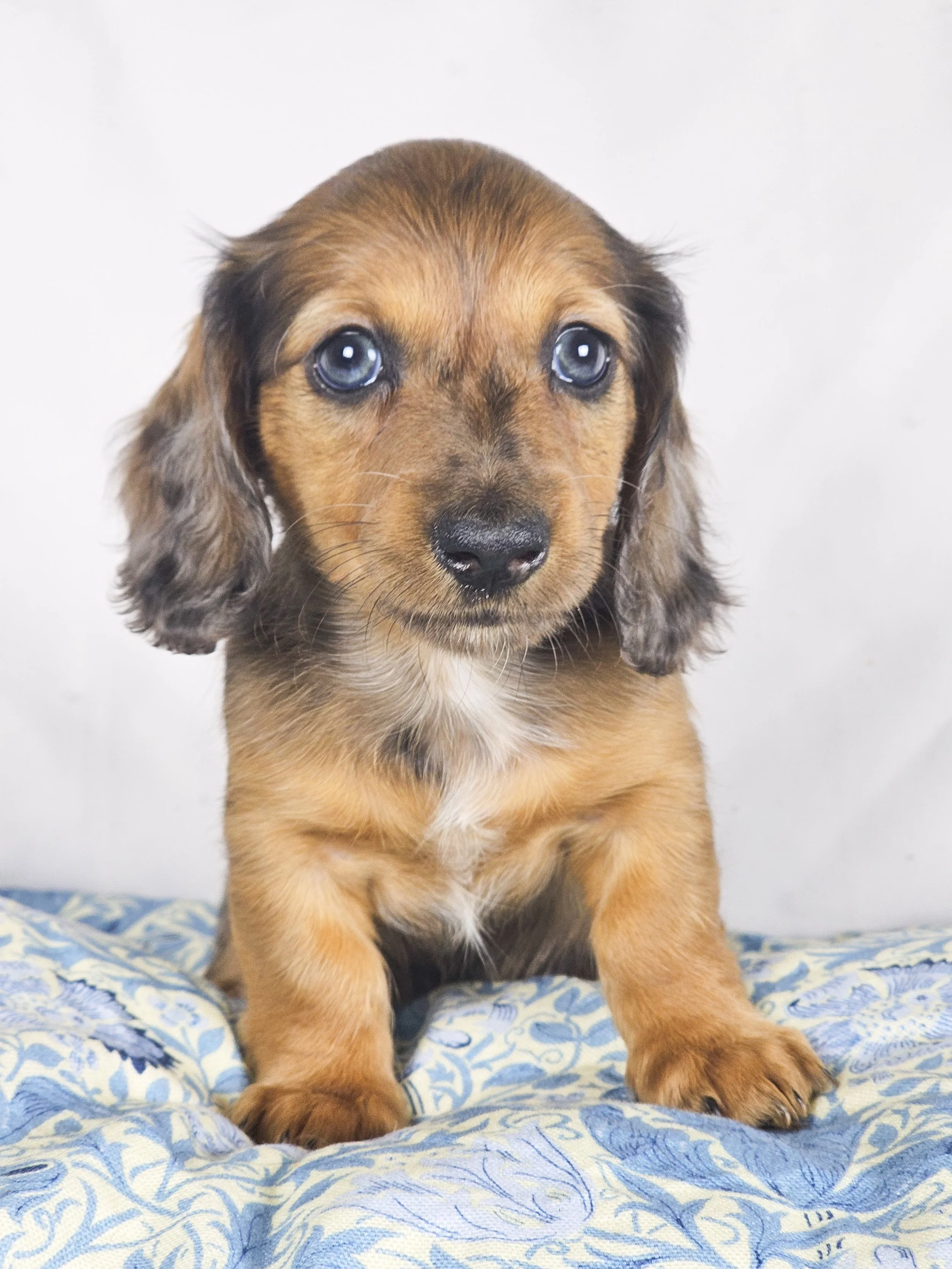 BBQ aka Millie (RESERVED, longhaired girl)