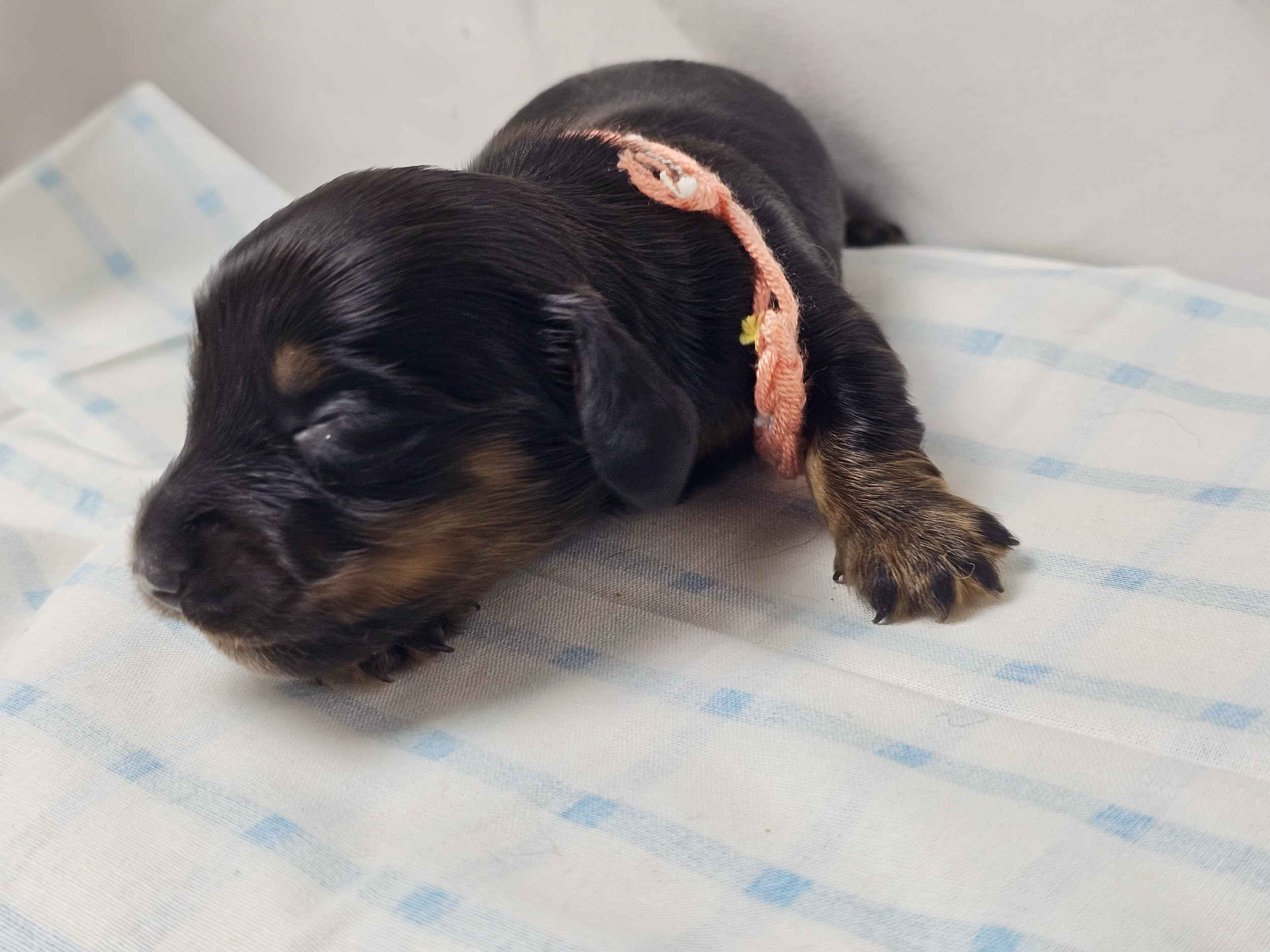 Skittles (longhaired girl, $2500 with a $500 deposit towards total)