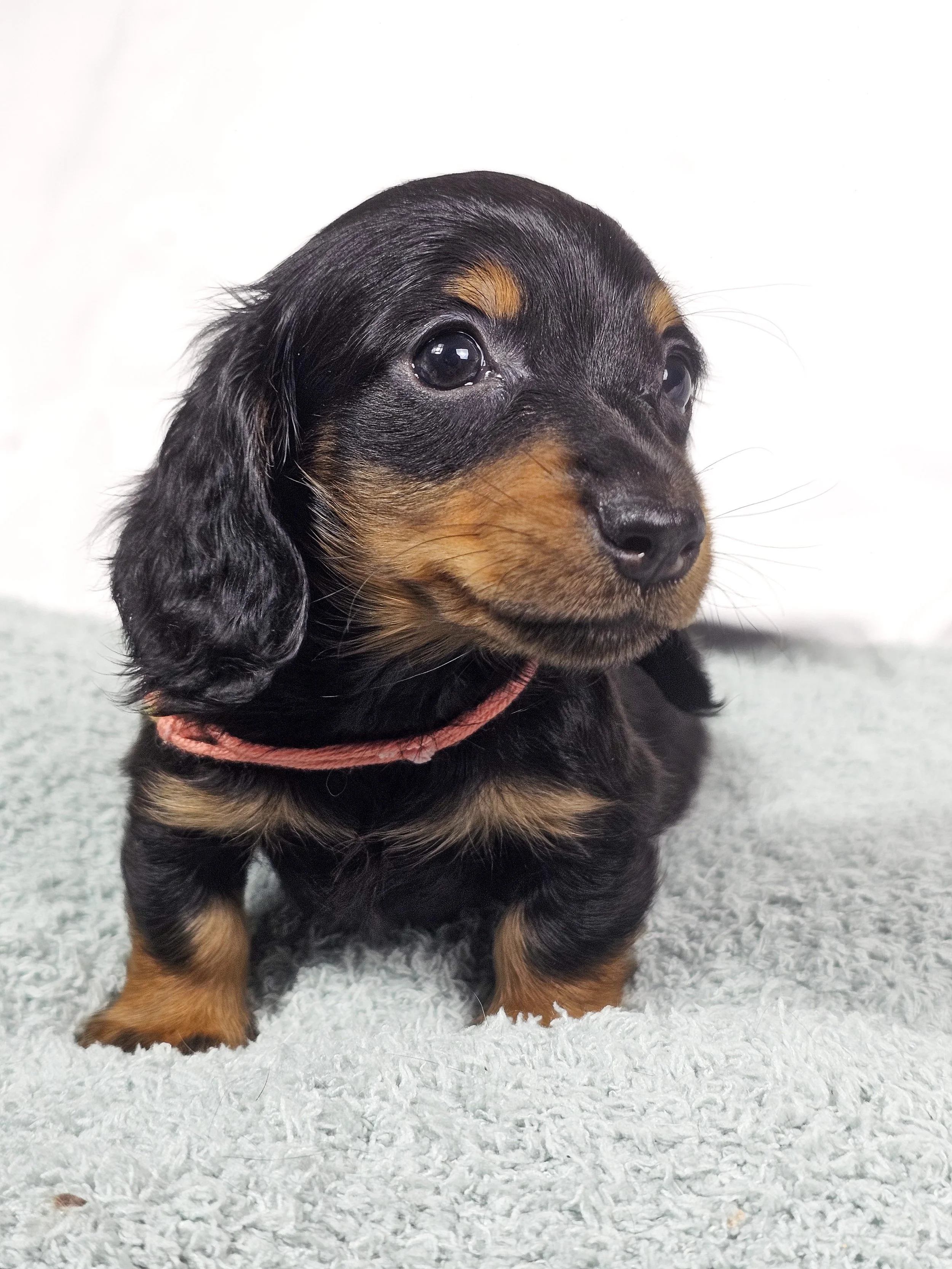 Berry (RESERVED, longhaired girl)