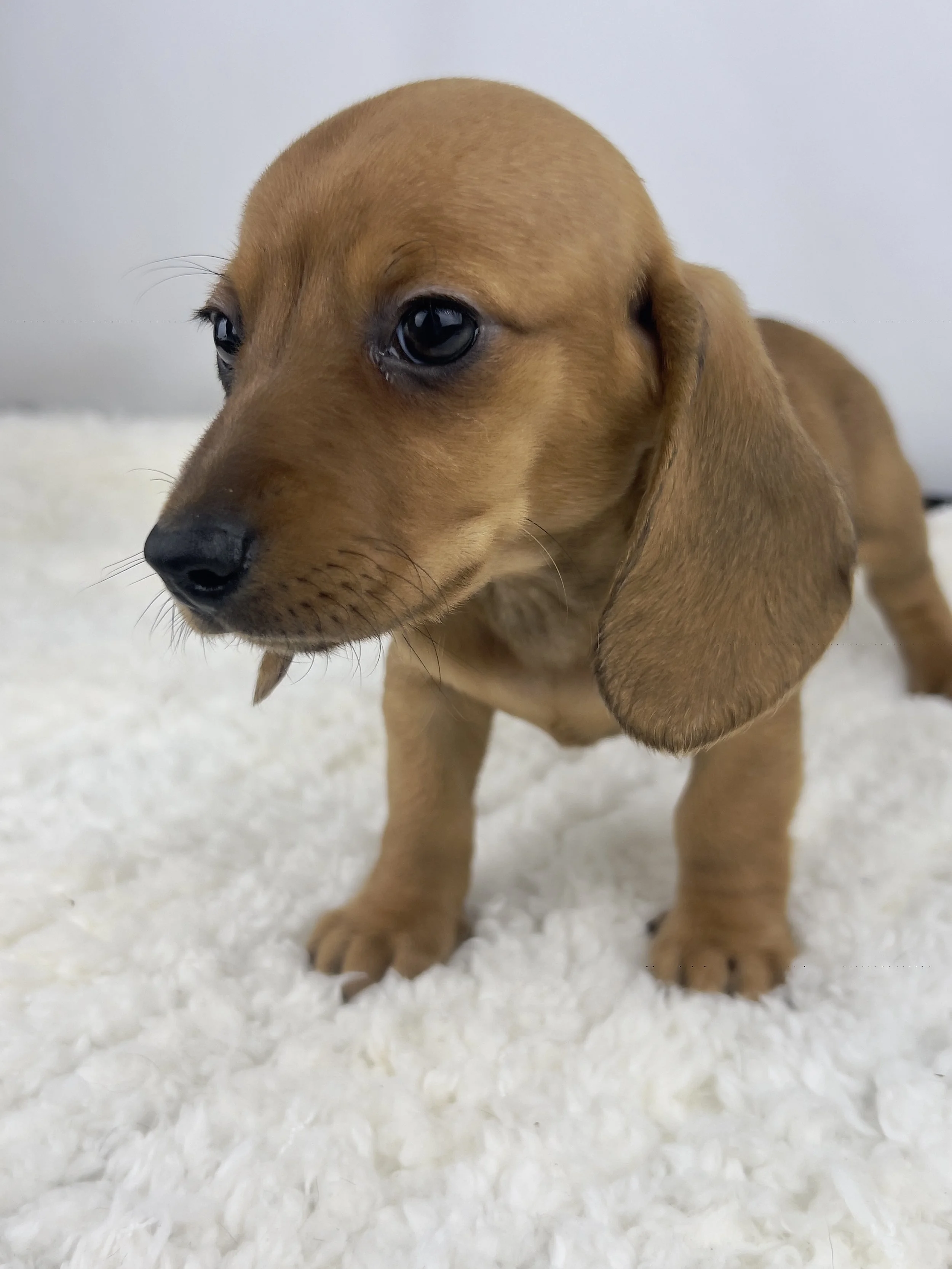 Apple Crisp (RESERVED, shorthaired girl)