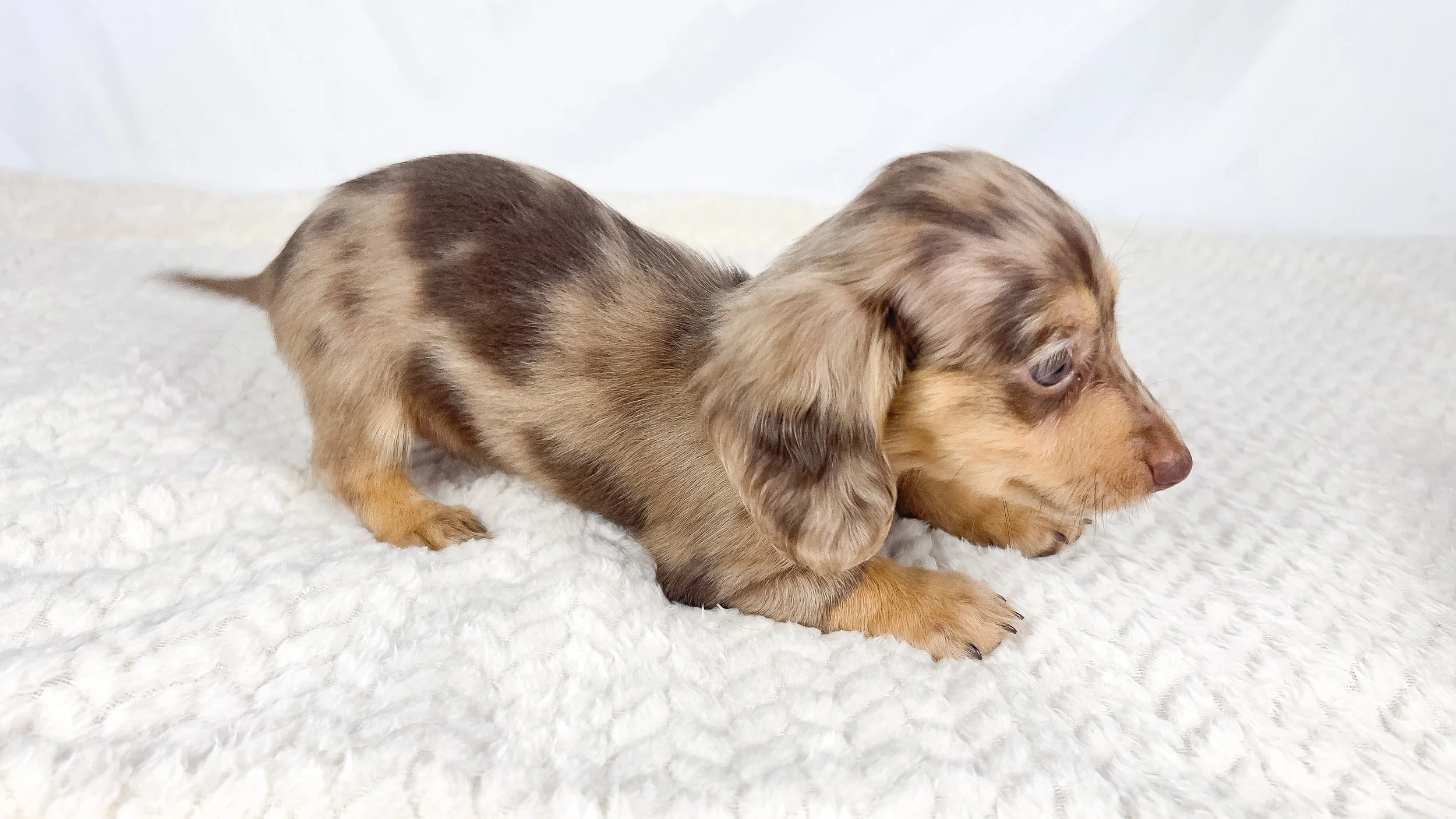 Hot fudge aka Reese (RESERVED, longhaired girl)
