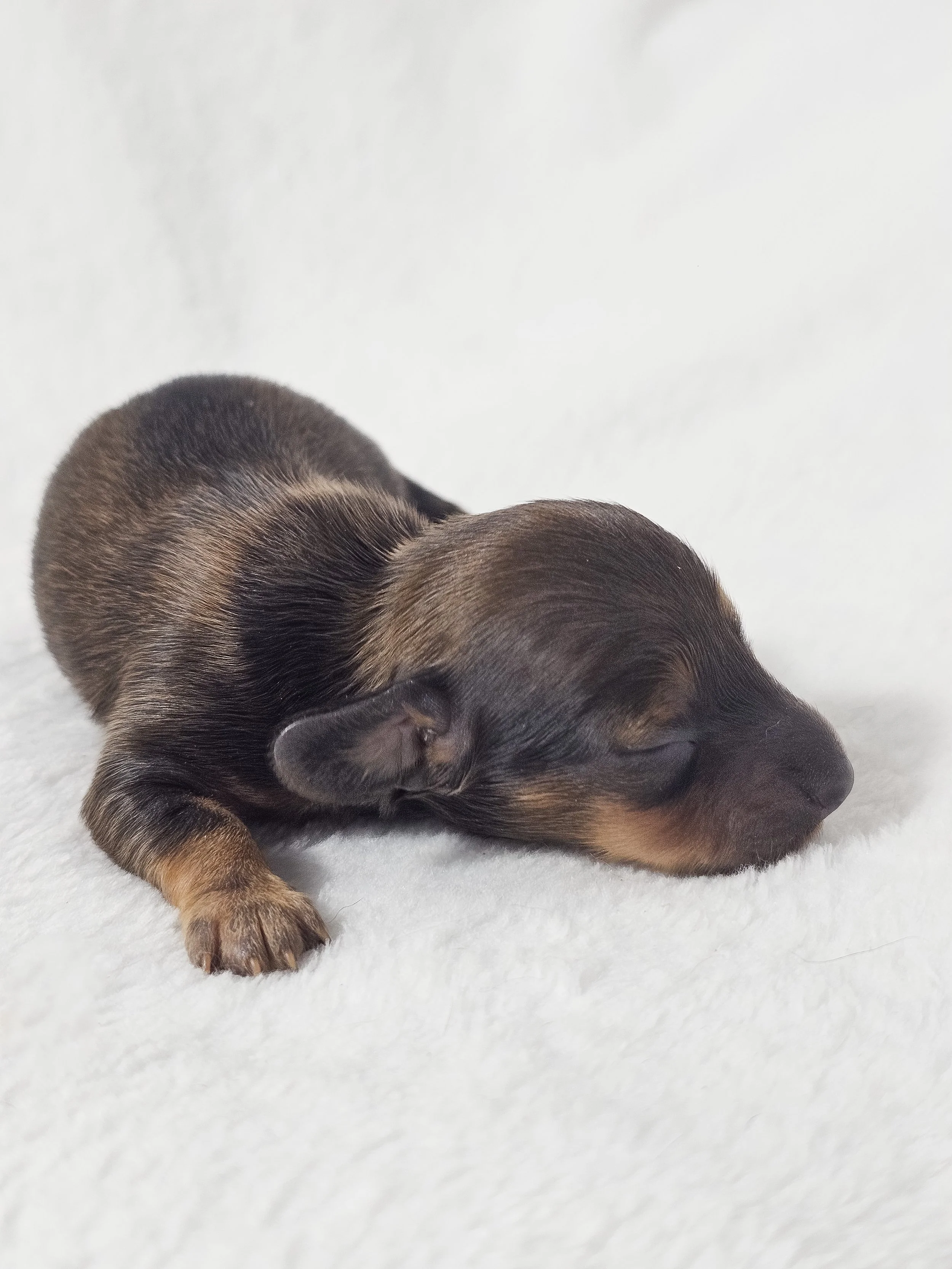 Peach (longhaired girl, $3000 with a $500 deposit towards total)