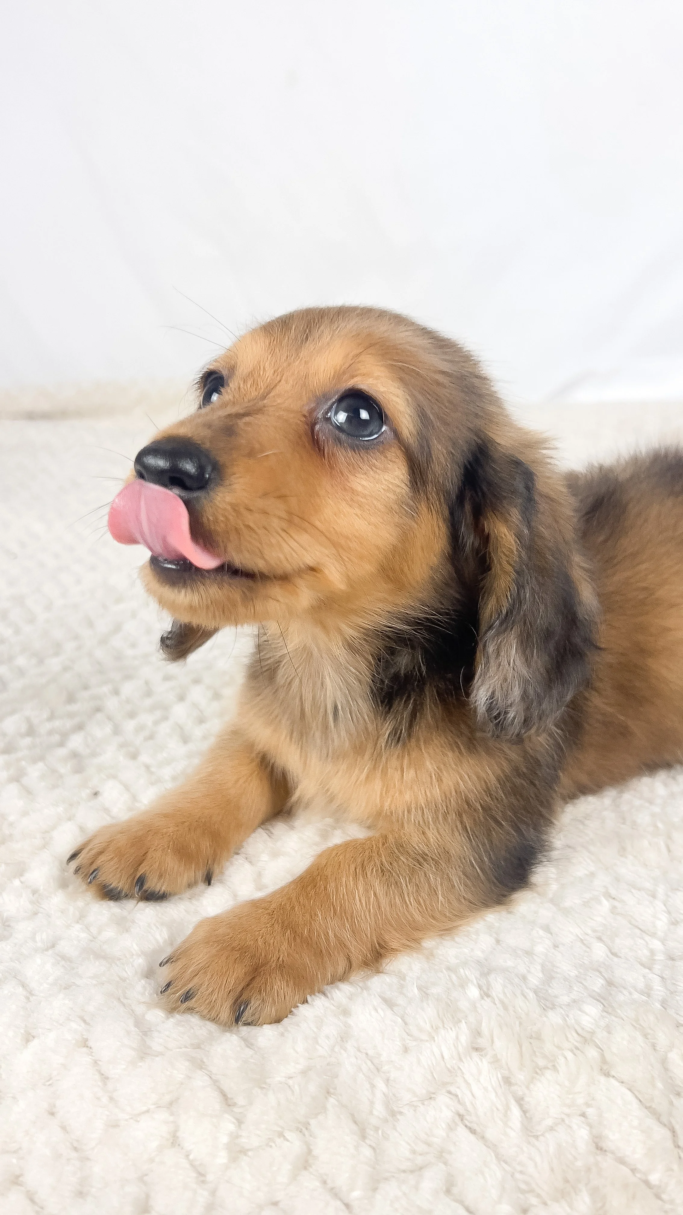 Peanuts (RESERVED, longhaired boy)