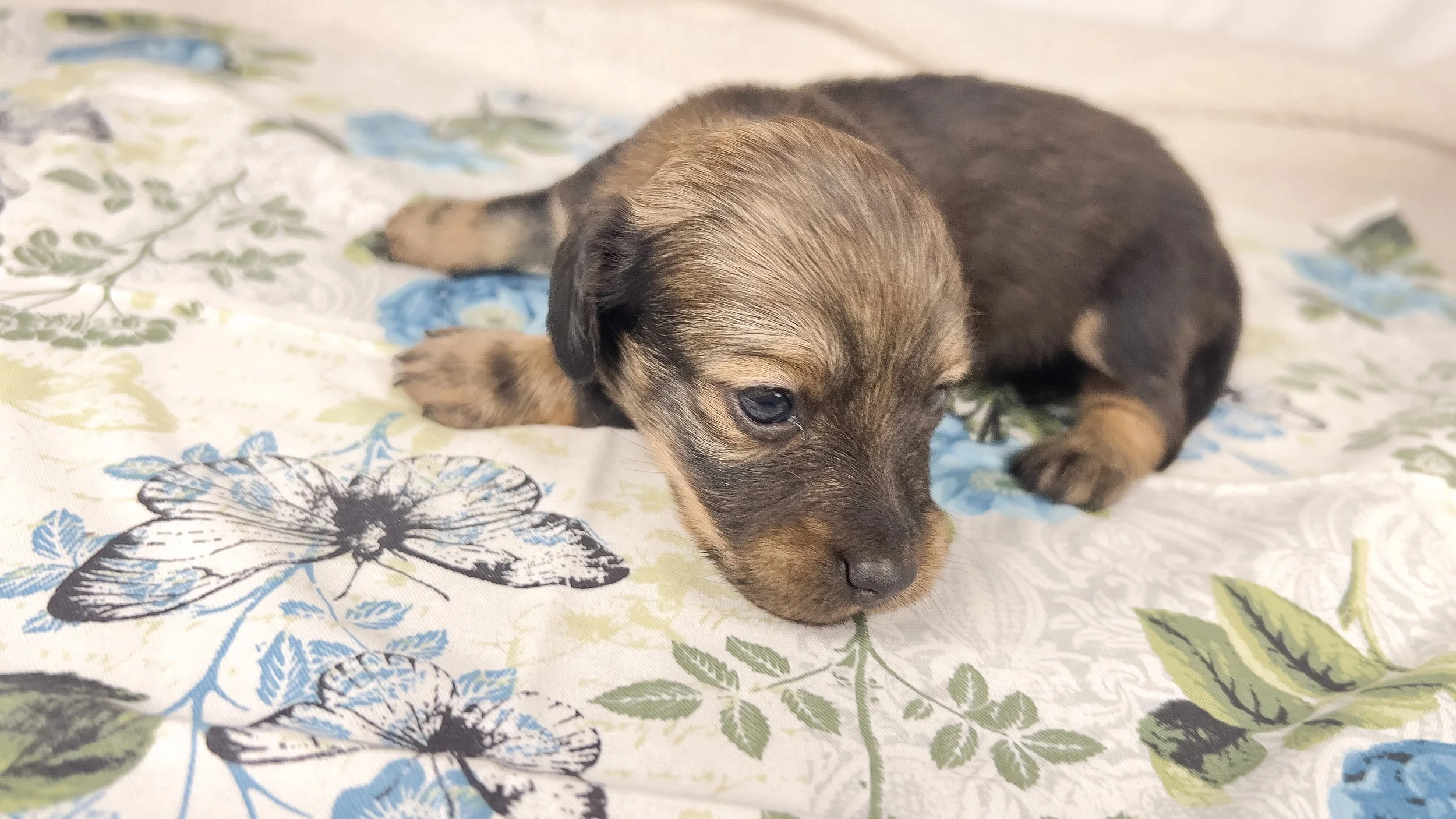Sundae (longhaired girl, $3000 with a $500 deposit towards total)