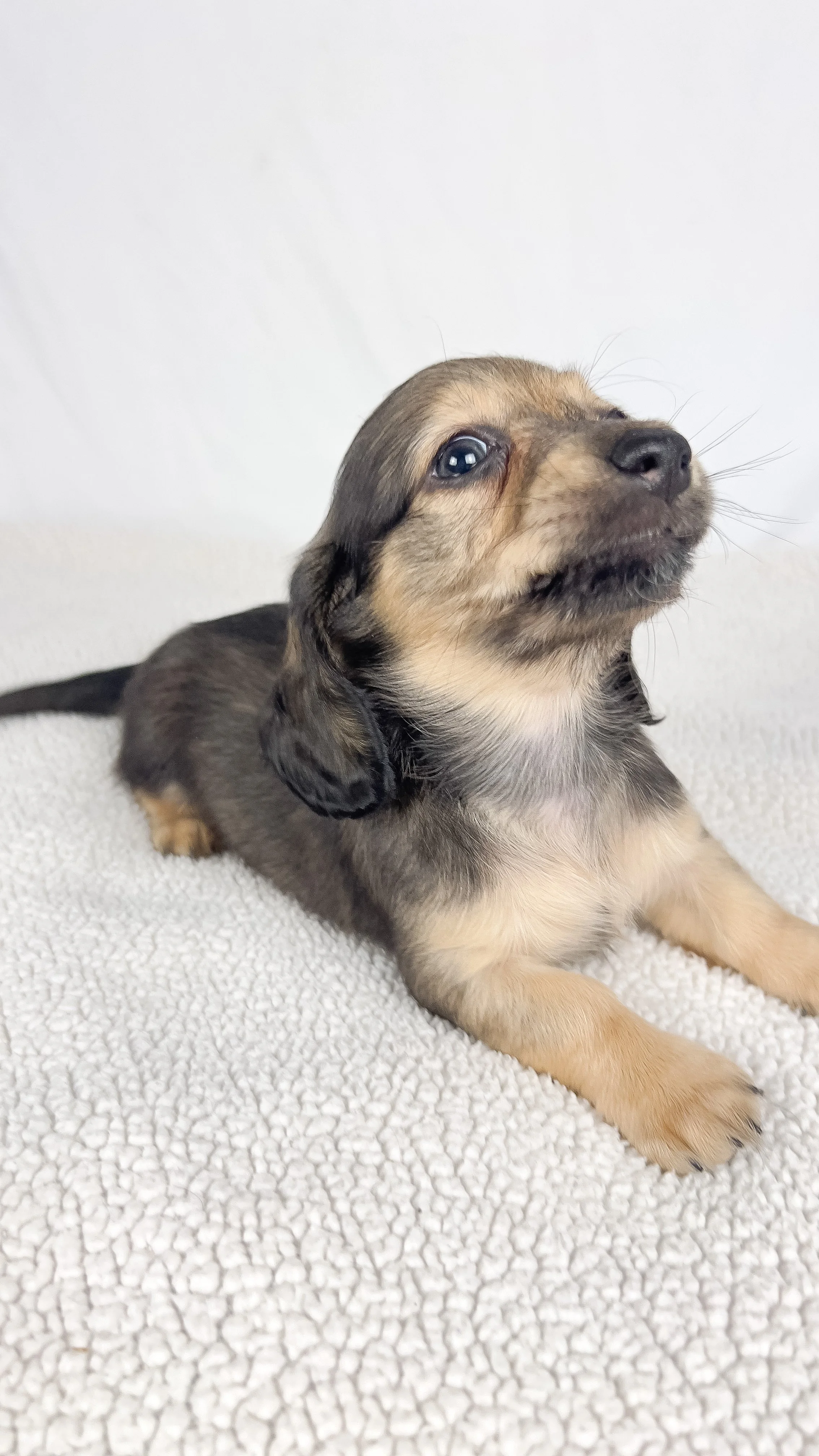 Slice (longhaired boy, $3000 with a $500 deposit towards total)