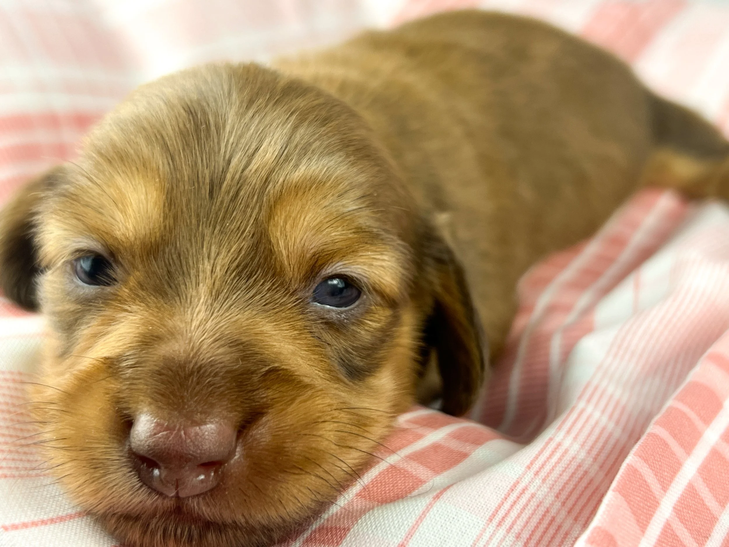Crème aka Daisy (RESERVED, longhaired girl)