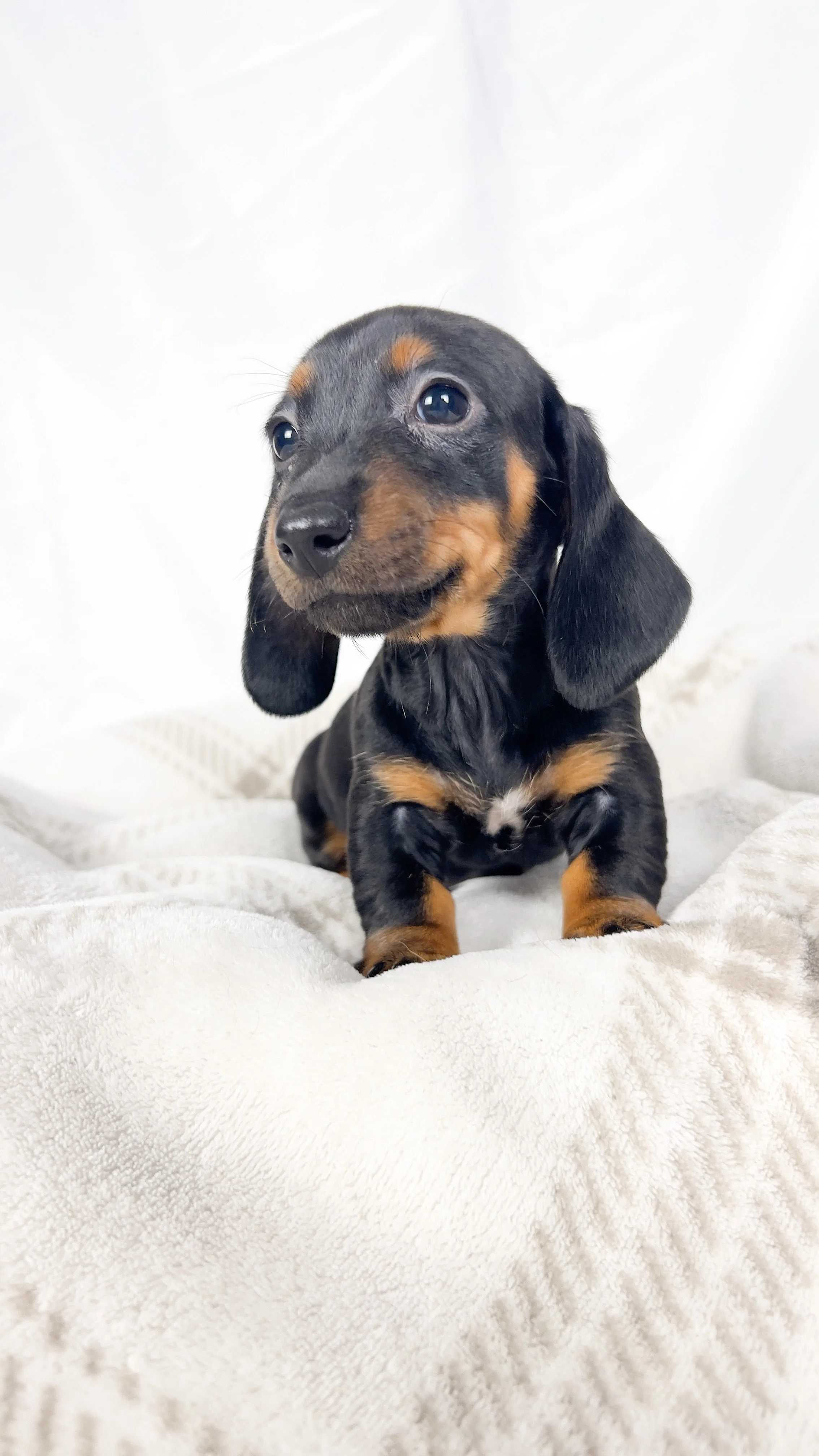 Mango (RESERVED, shorthaired girl)