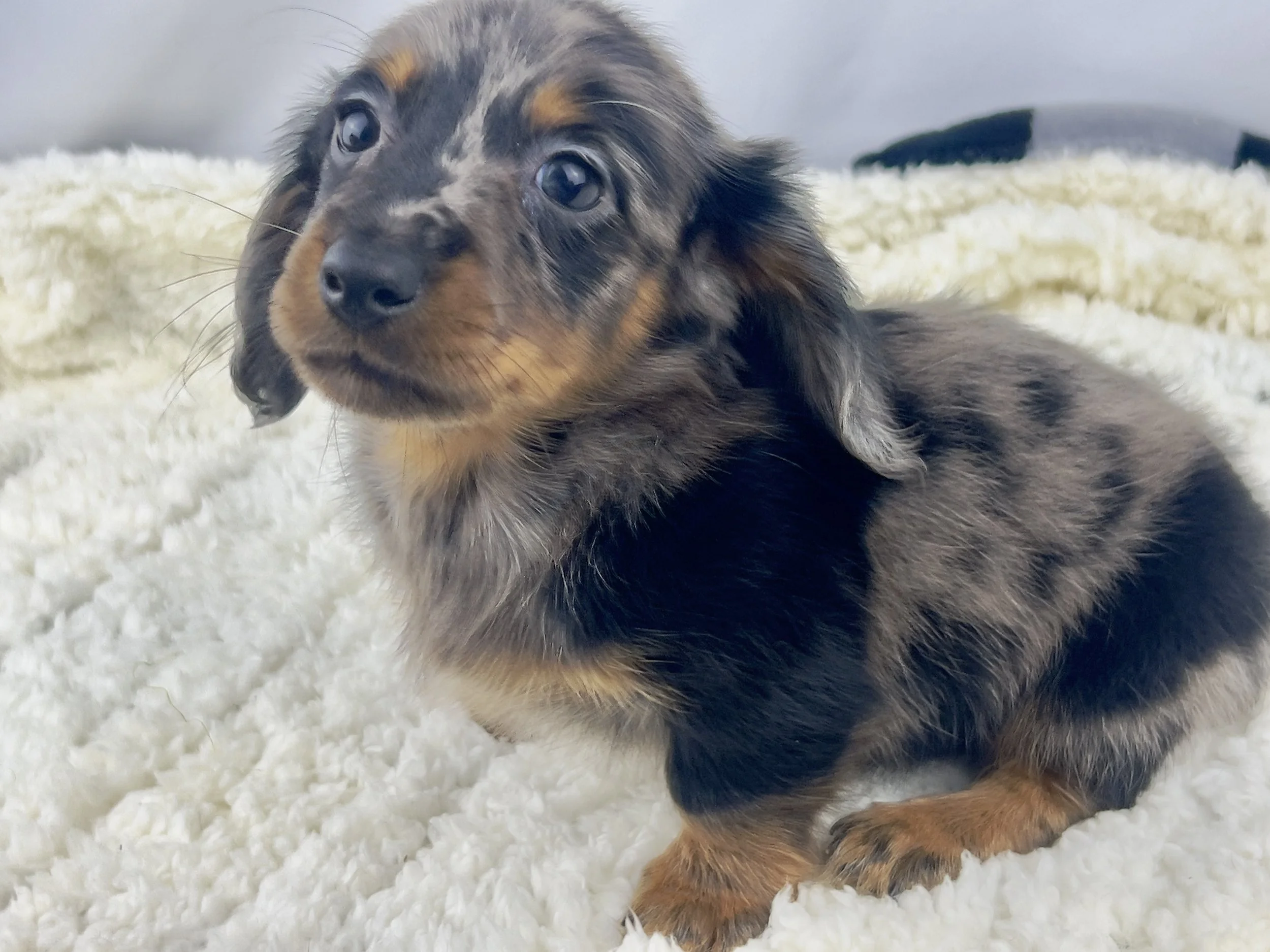 Pumpkin Patch aka Wilbur (RERSEVED, longhaired boy)