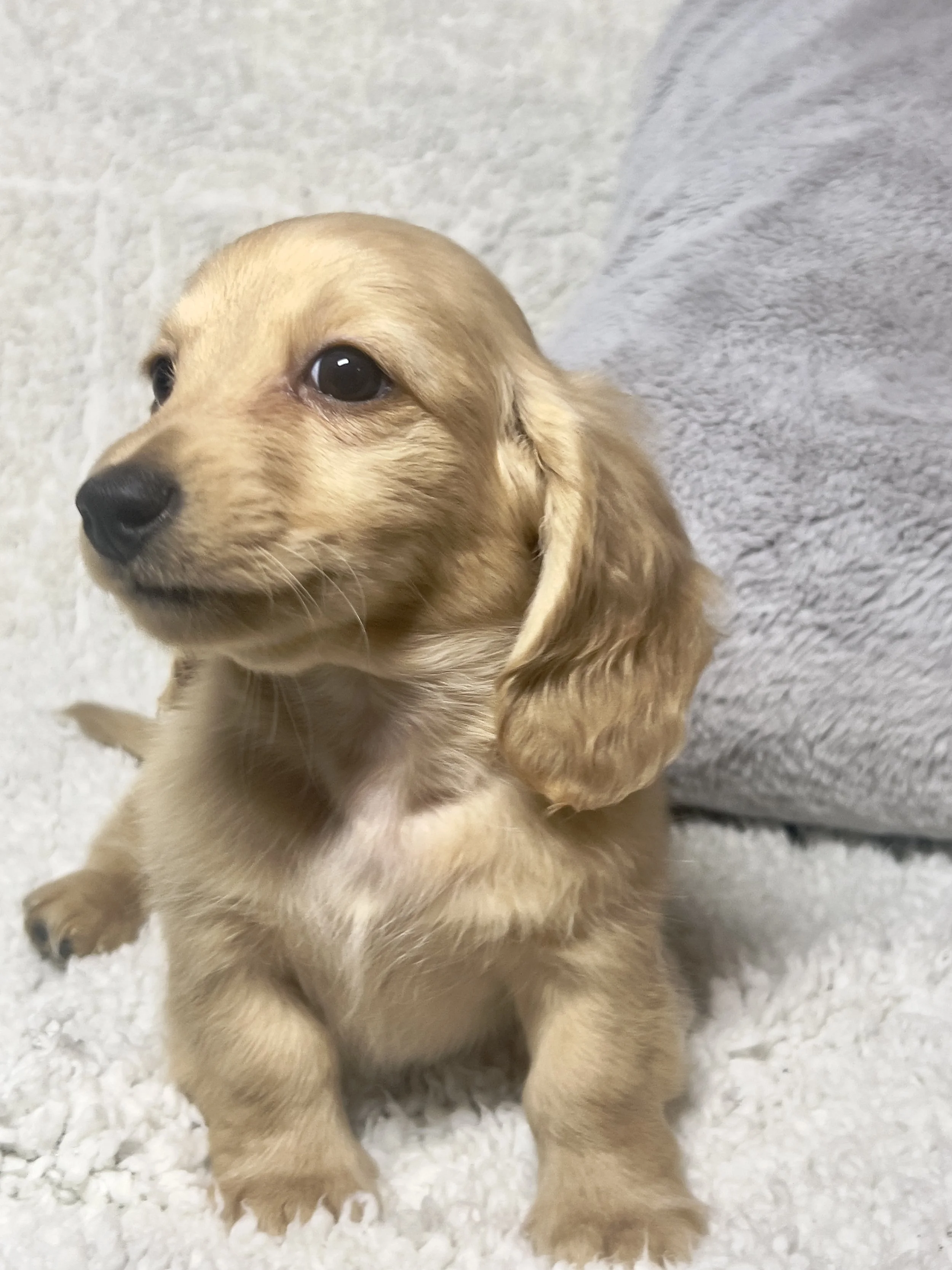 Sparkler aka Cannoli (RESERVED, longhaired boy)