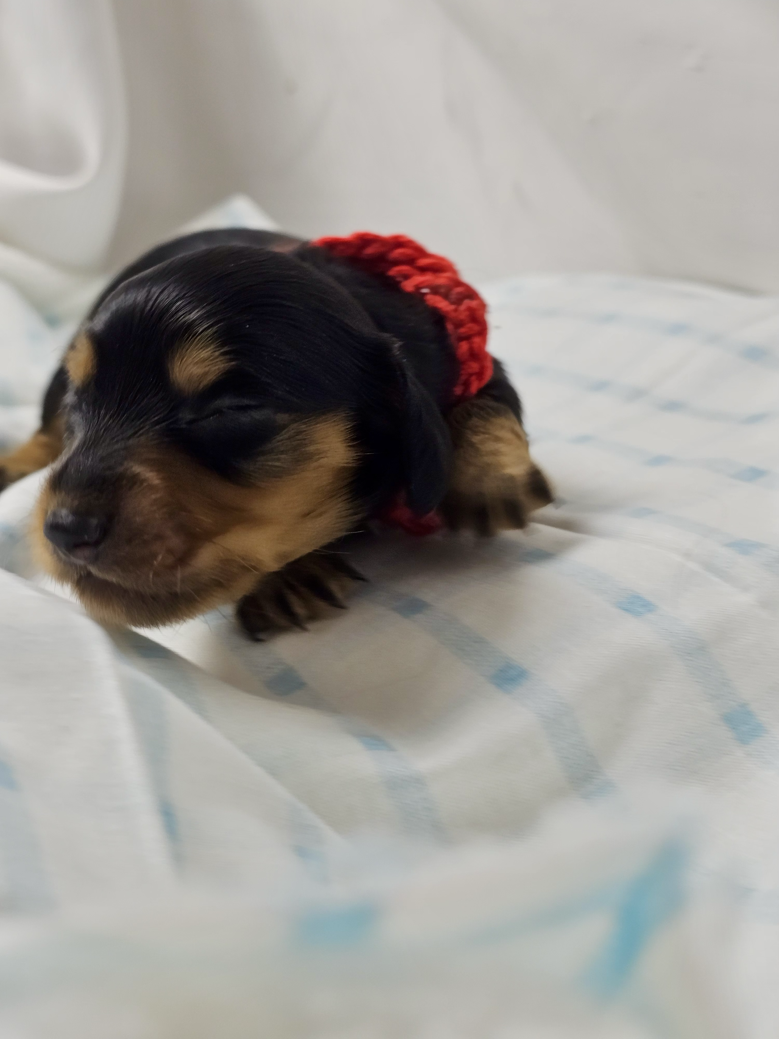 KitKat (longhaired girl, $2500 with a $500 deposit towards total)