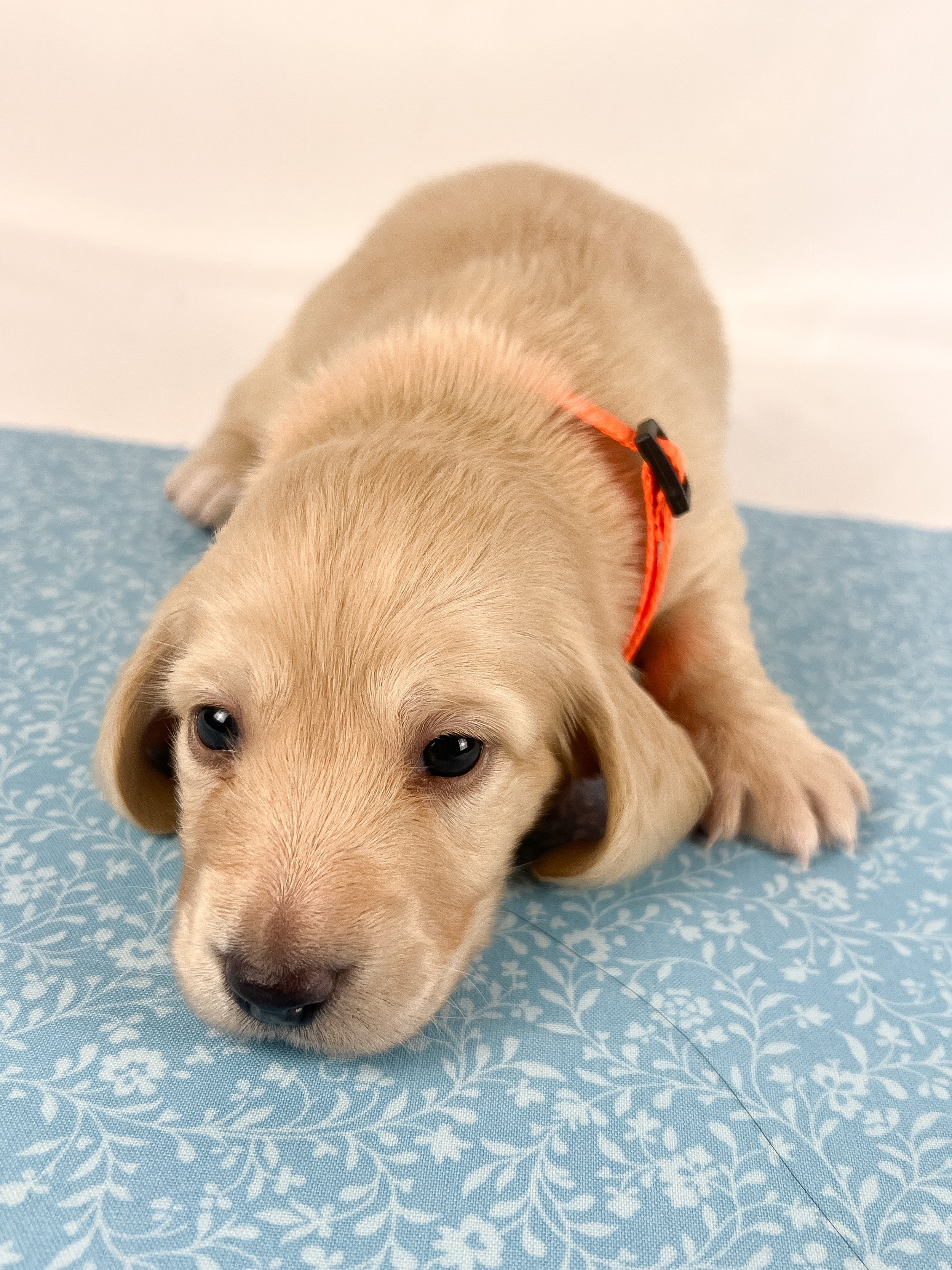 Cheddar aka Benson (RESERVED, longhaired boy)