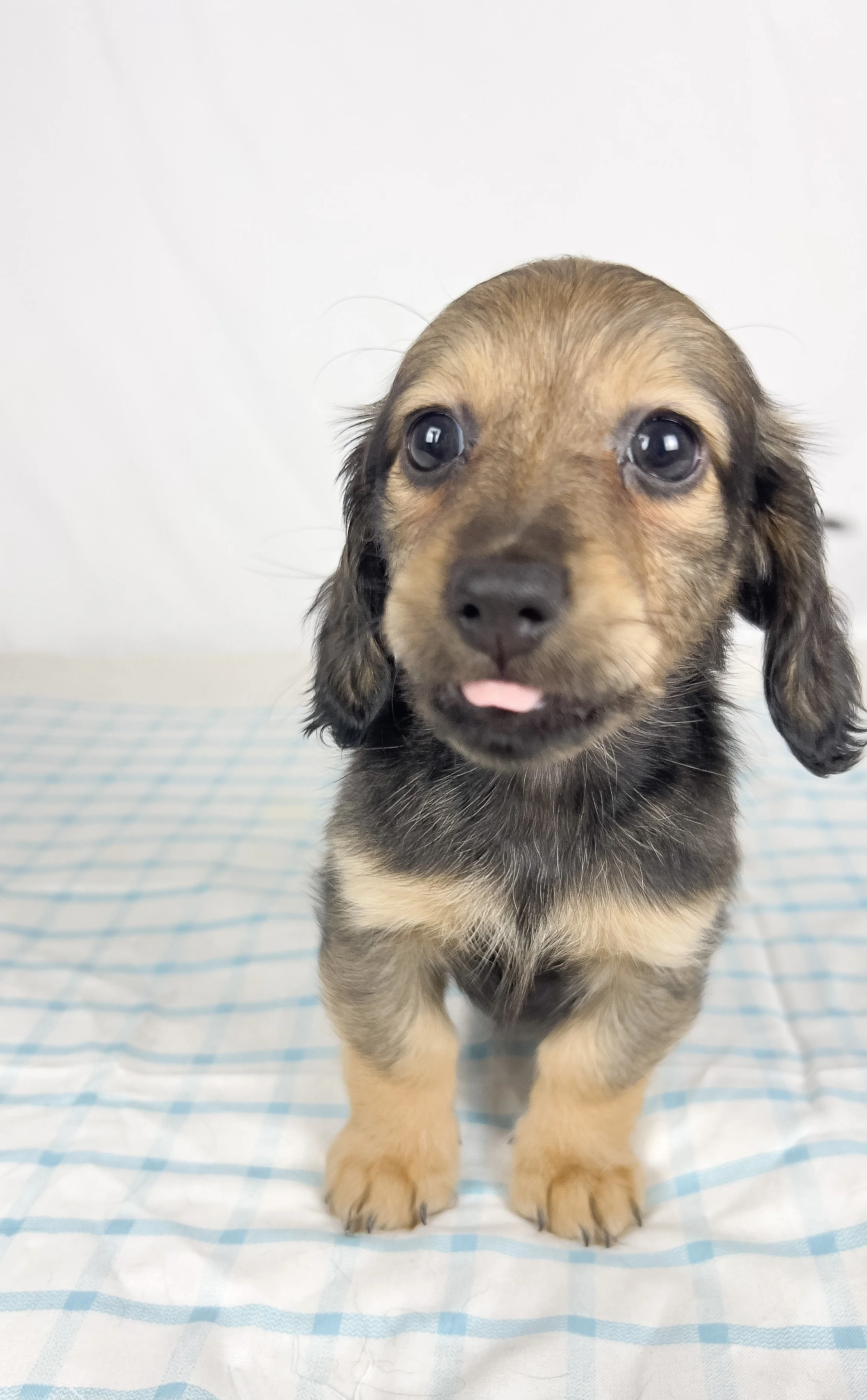 Sundae (RESERVED, longhaired girl)