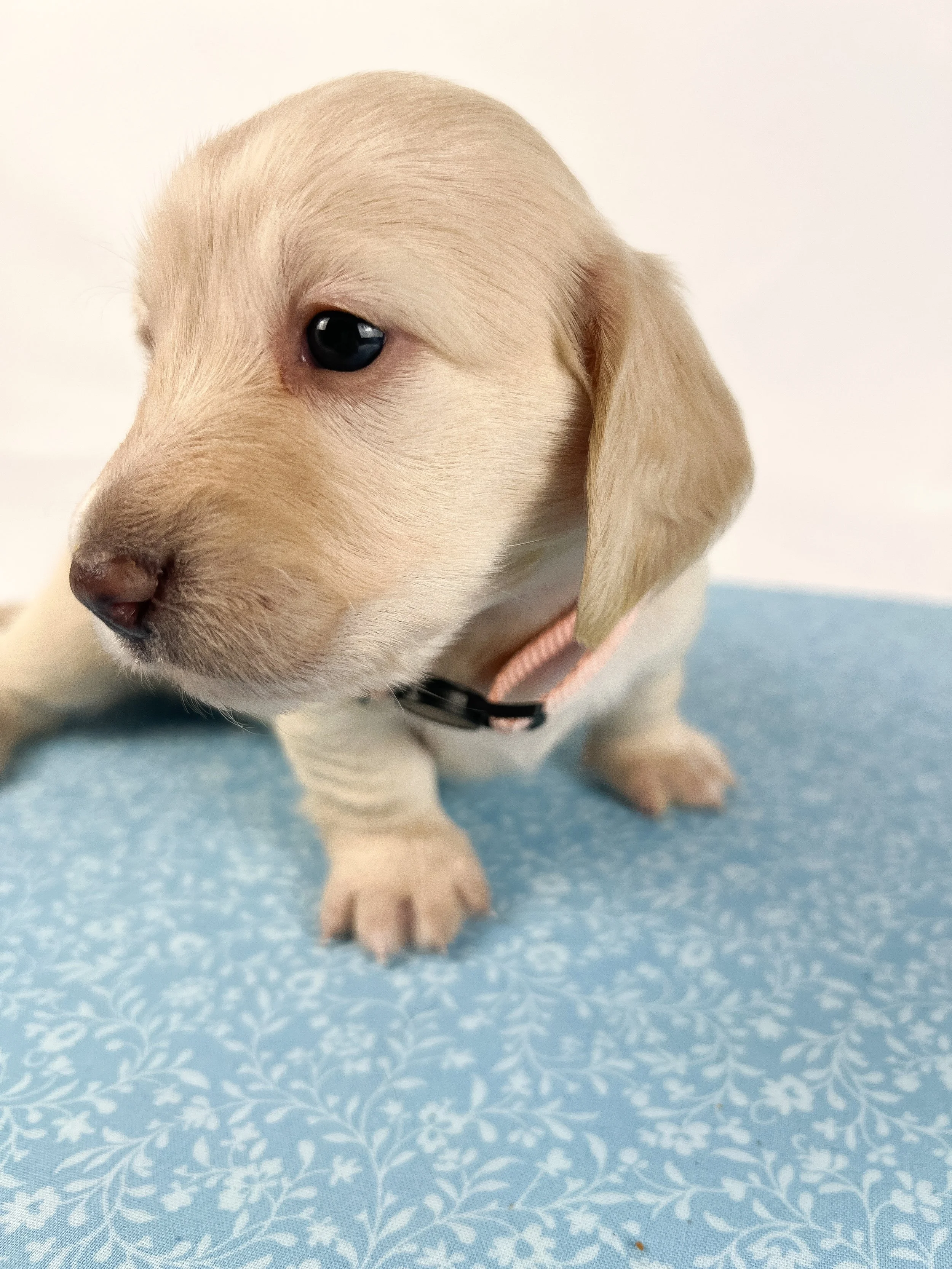 Swiss aka Willow (RESERVED, longhaired girl)