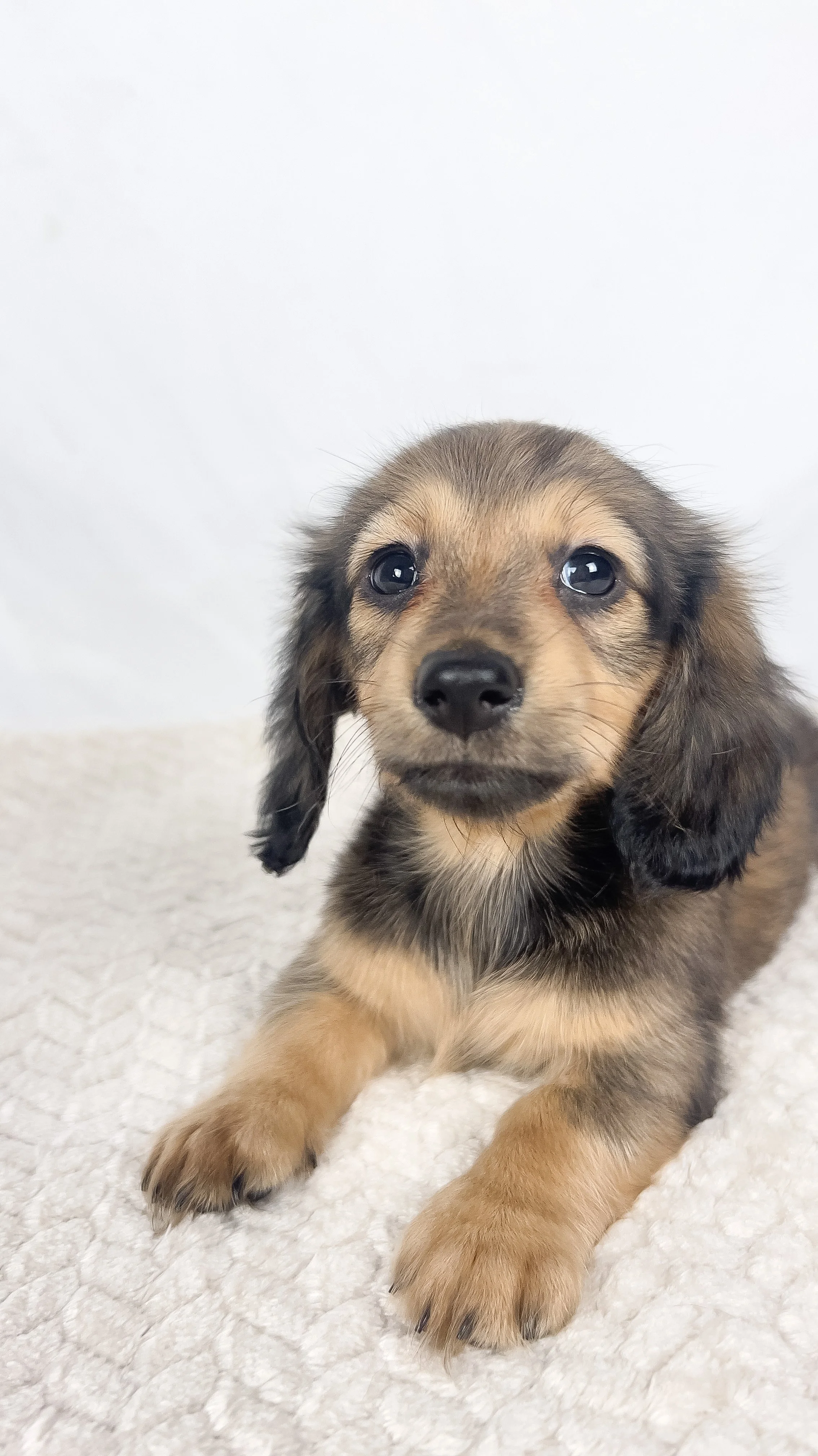 Whip cream (RESERVED, longhaired girl)