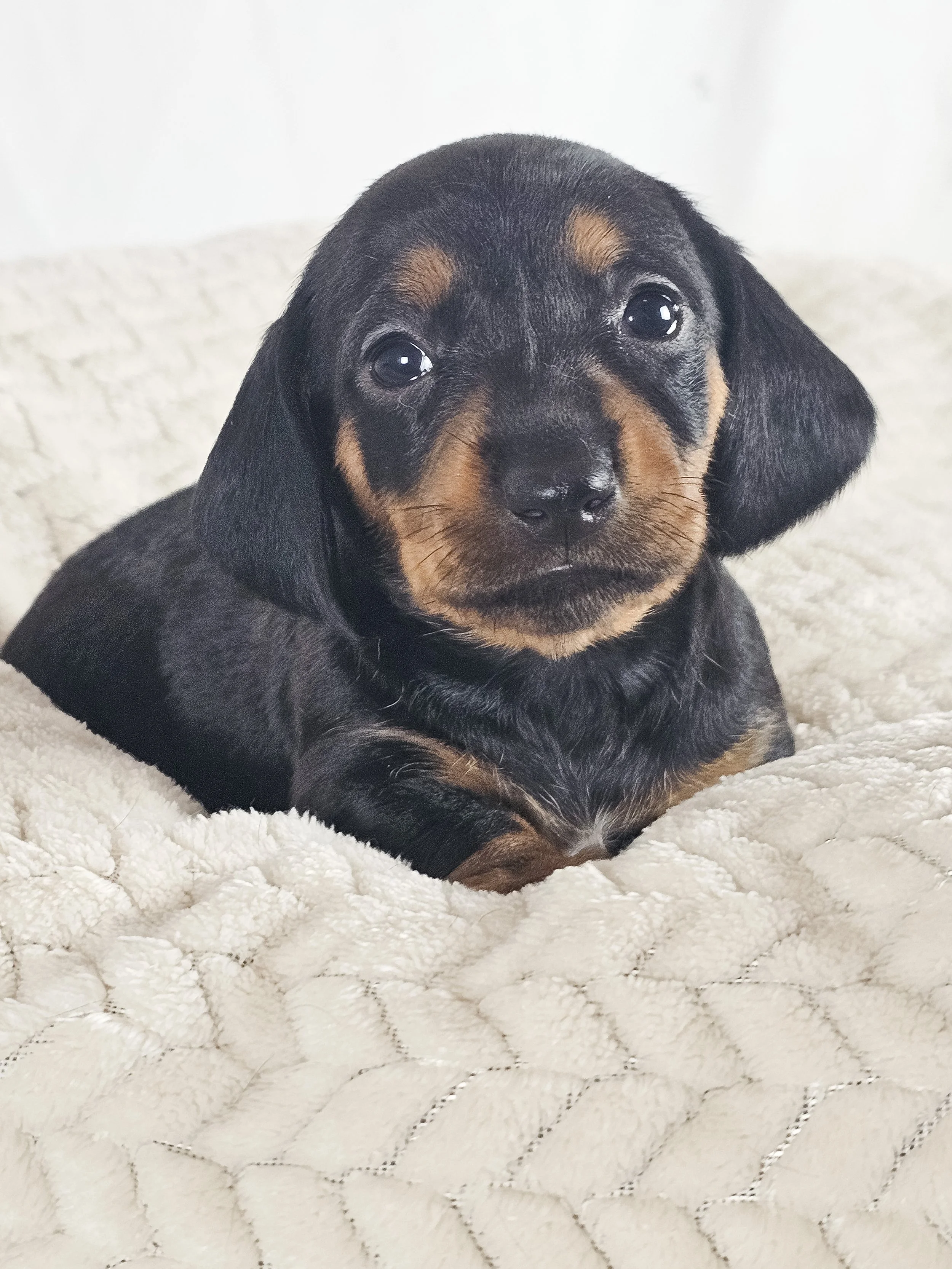 Mango (shorthaired girl, $2000 with a $500 deposit towards total)