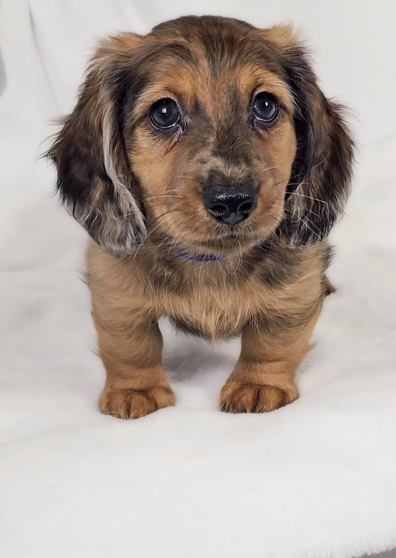 Bucket aka Randle (RESERVED, longhaired boy)