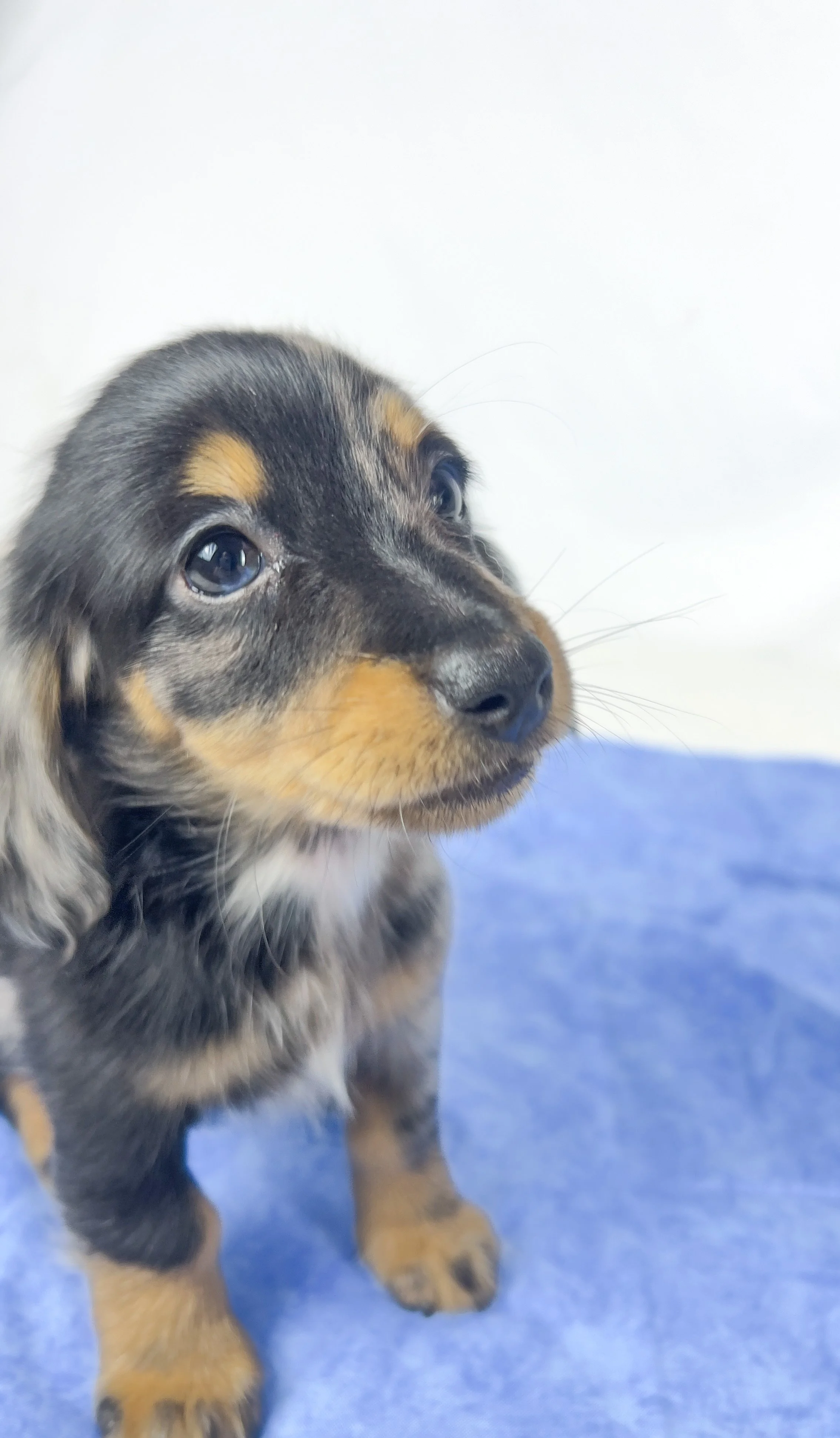 Chocolate aka Frankie (RESERVED, longhaired boy)