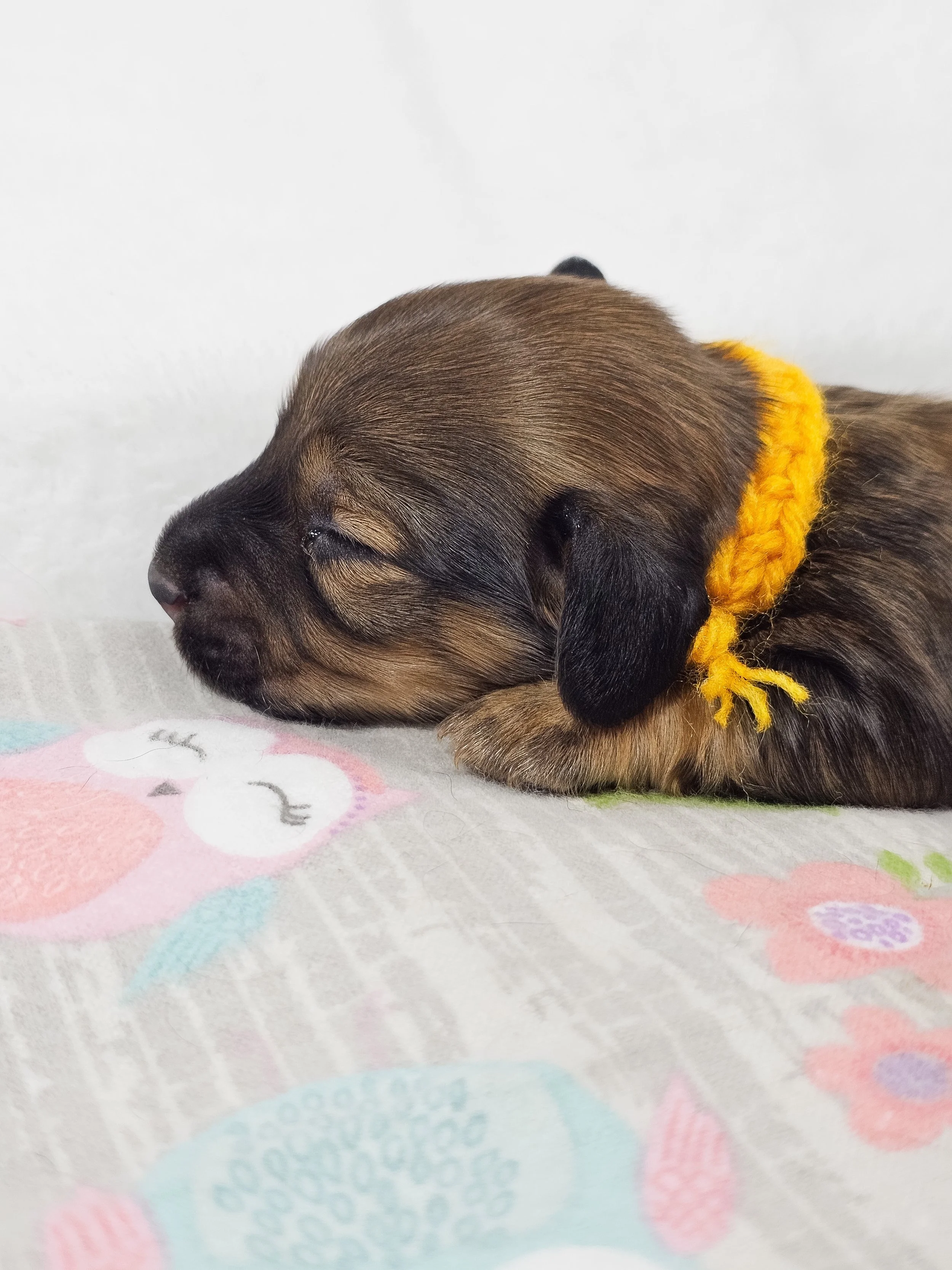 Sunflower (longhaired girl, $4000 with a $500 deposit towards total)