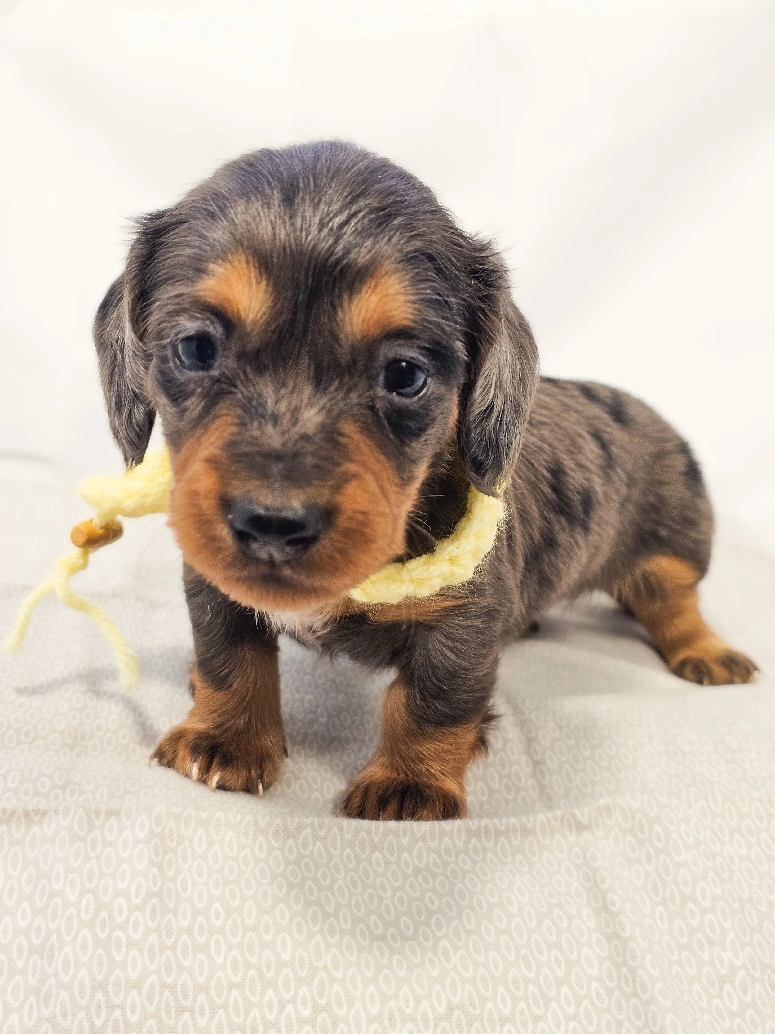 Peeps (RESERVED, longhaired girl)