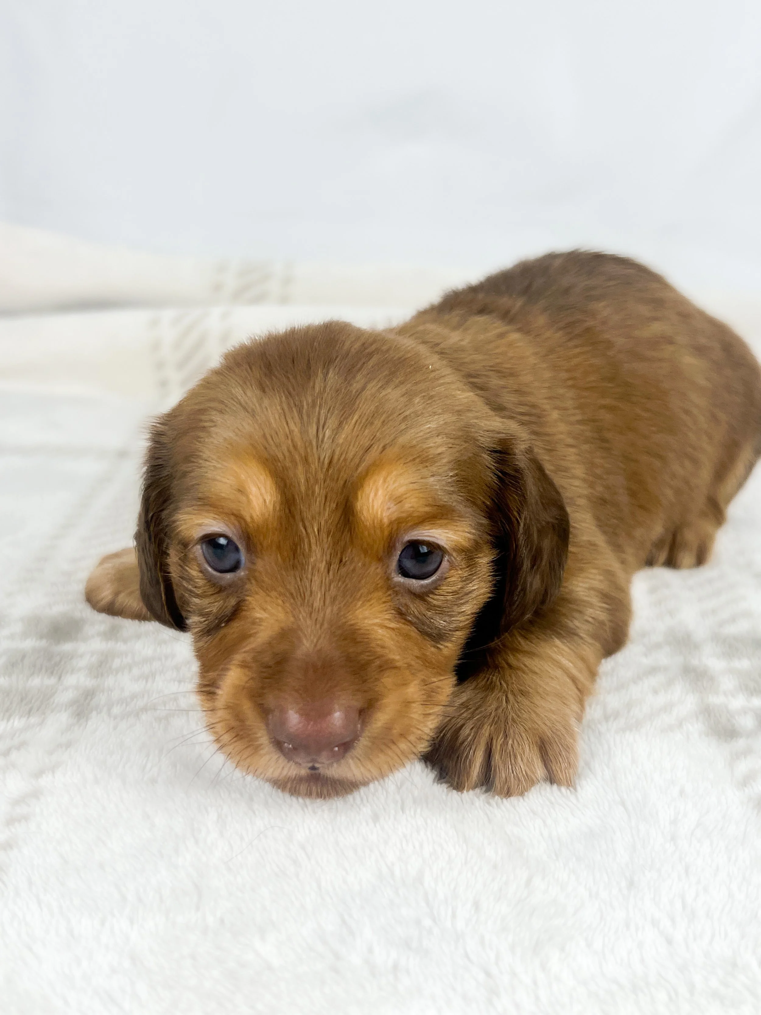 Crème aka Daisy (RESERVED, longhaired girl)