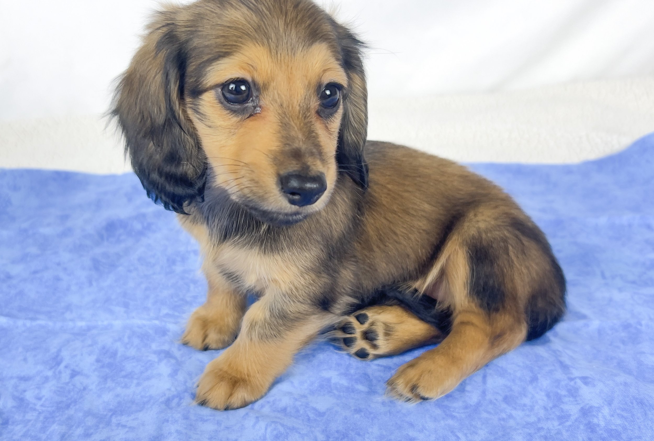 Whip cream (RESERVED, longhaired girl)