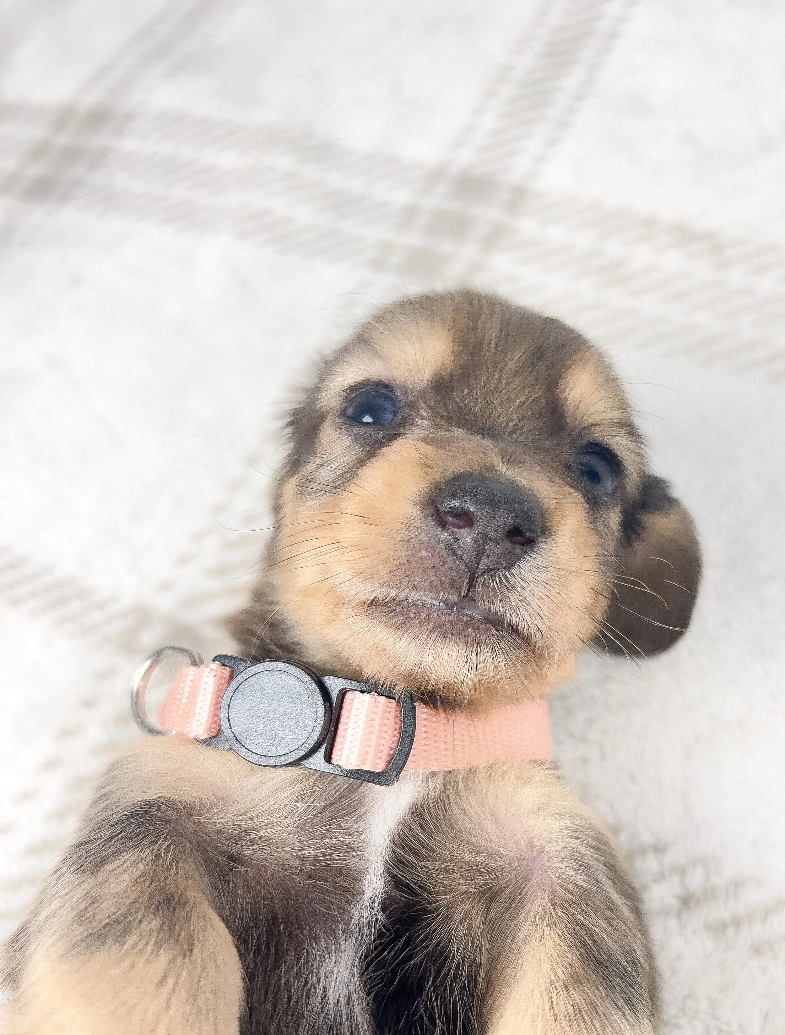 Cherry (longhaired boy, $3000 with a $500 deposit towards total)