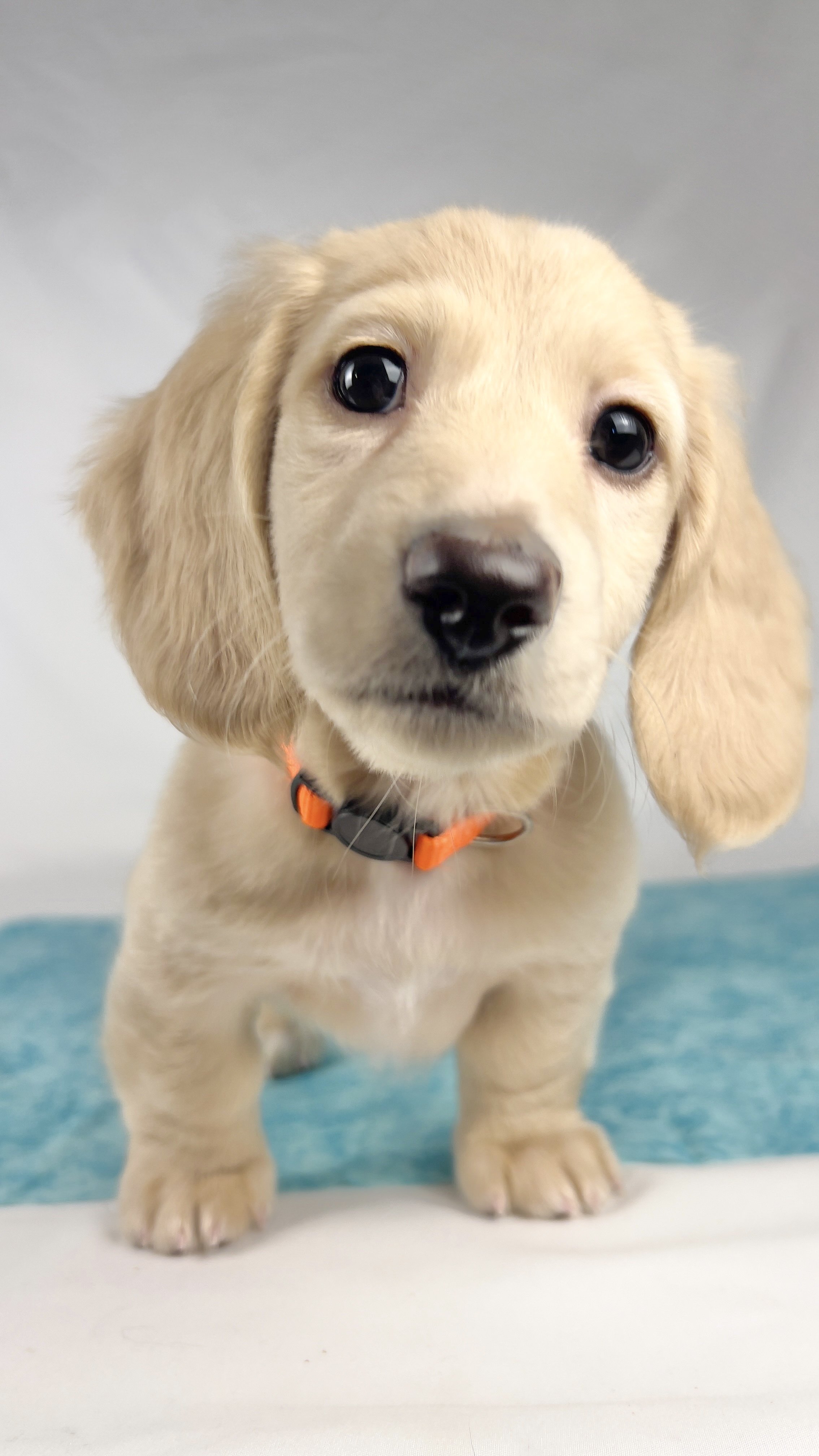 Cheddar aka Benson (RESERVED, longhaired boy)