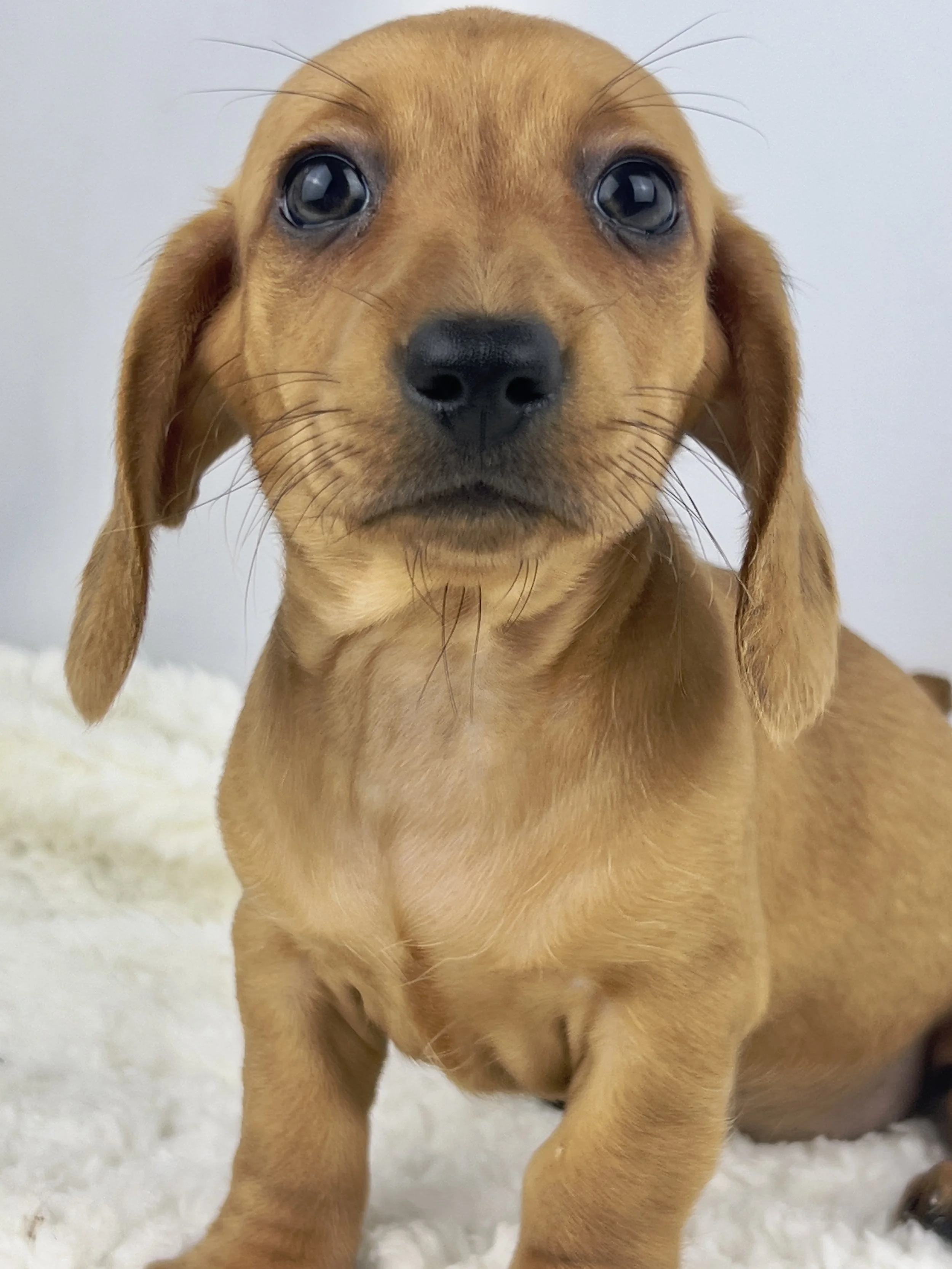 Cookie Butter (RESERVED, shorthaired girl)