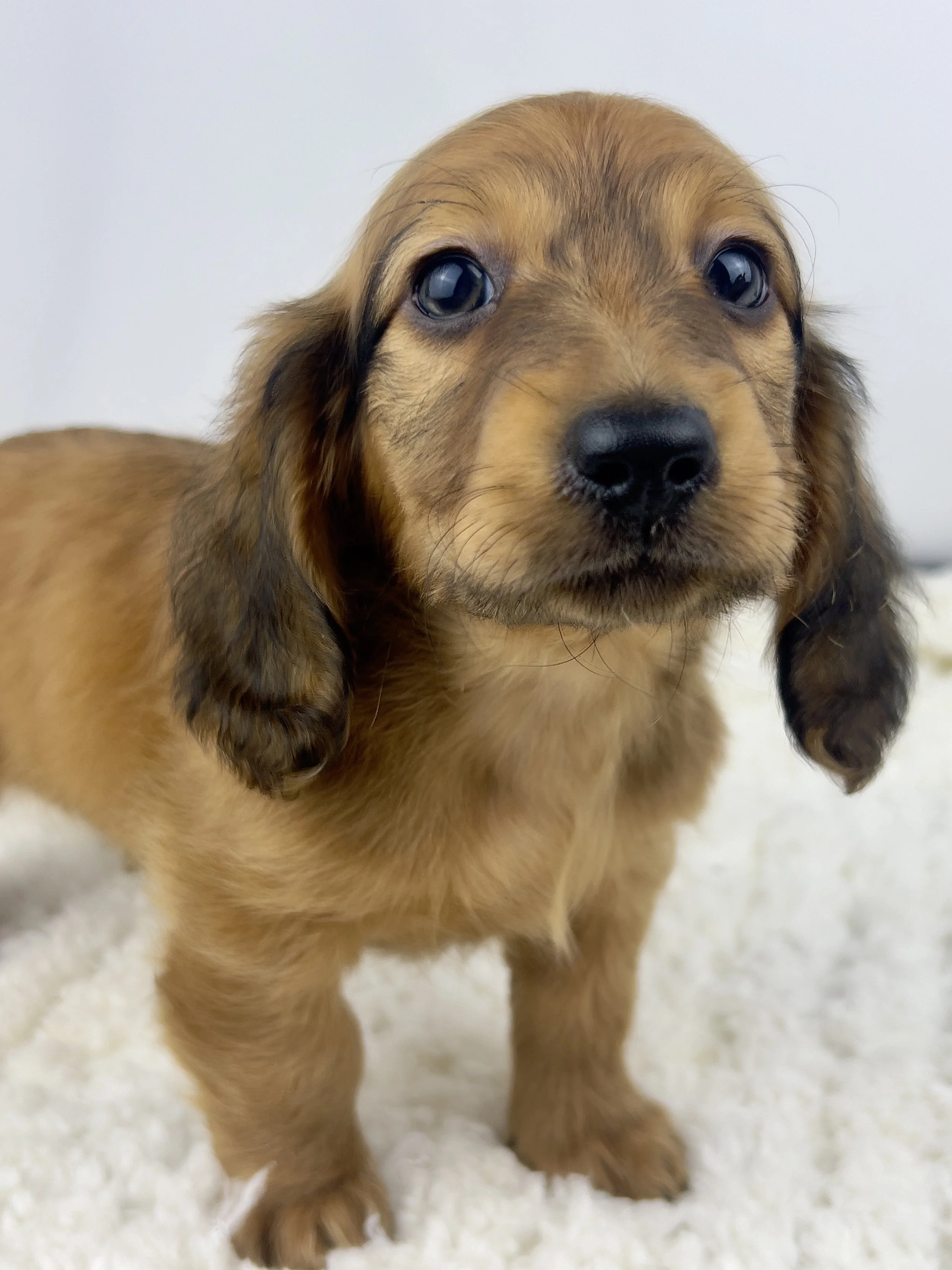 Pecan Crunch aka Duke (RESERVED, longhaired boy)