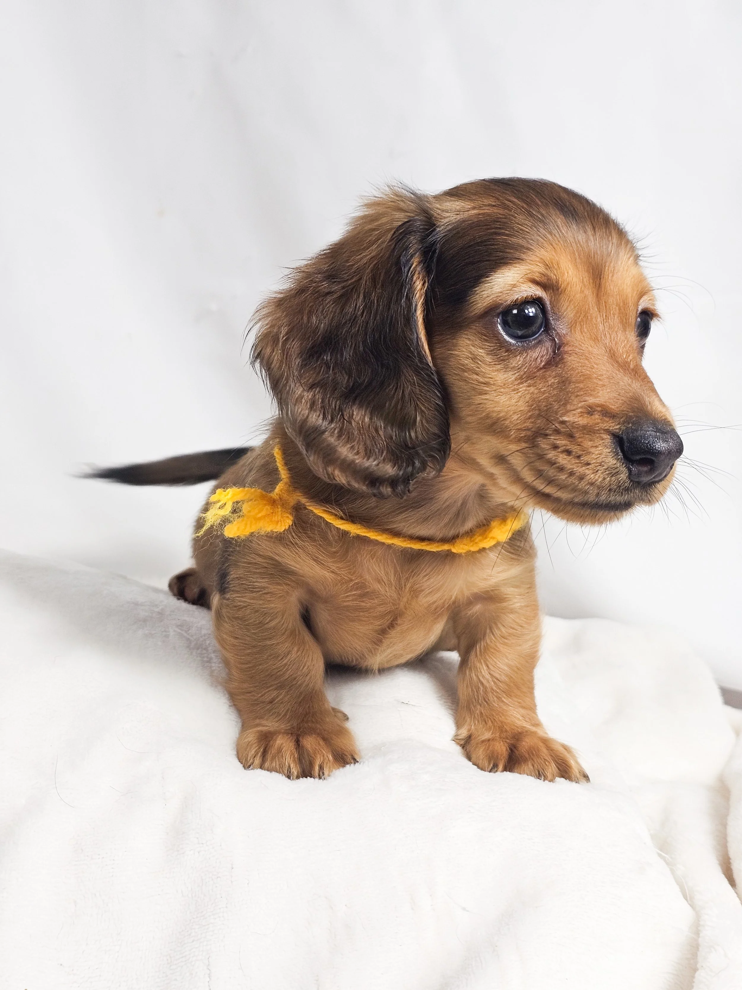 Plum aka Kylo (RESERVED, longhaired boy)