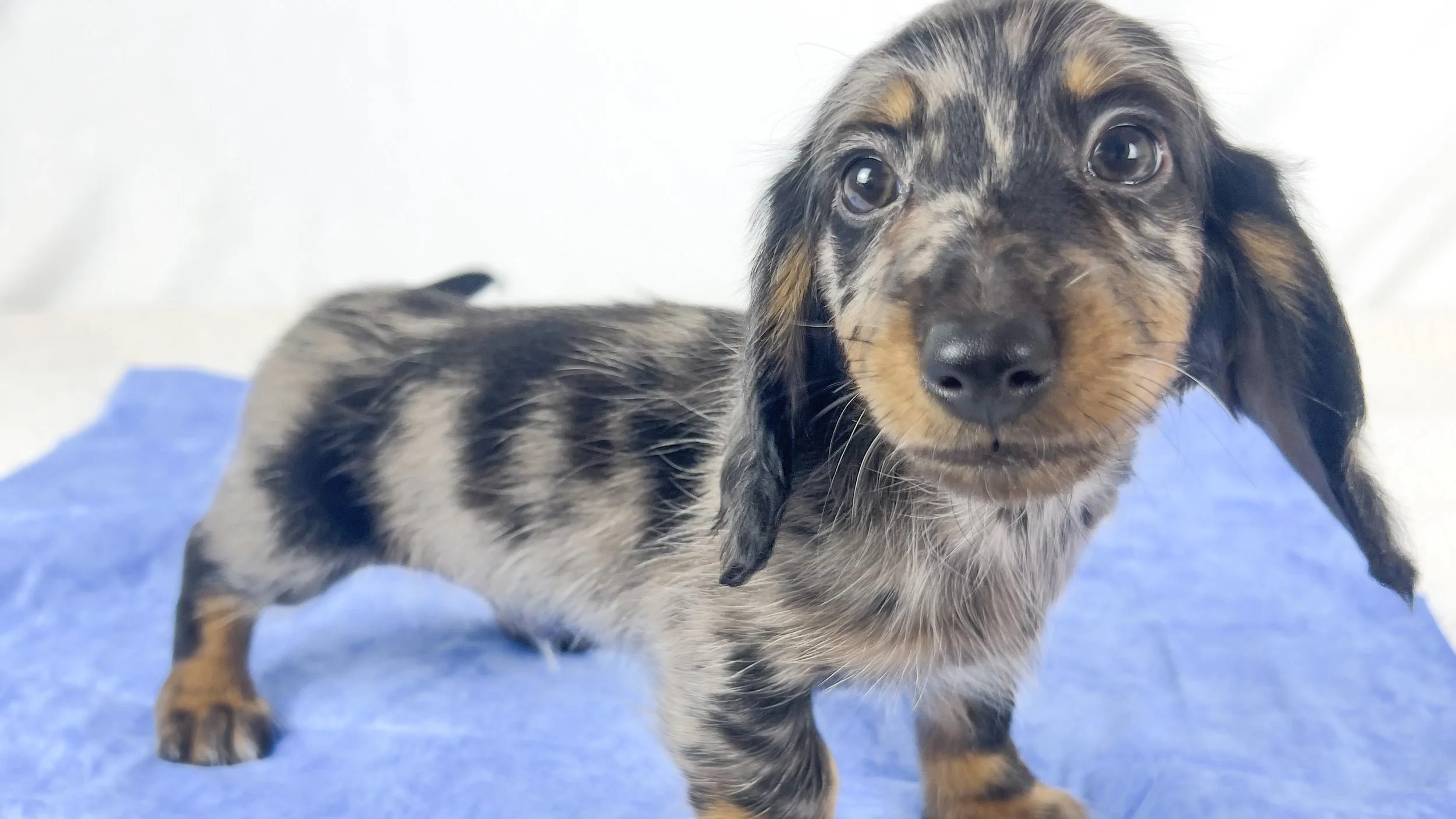 Strawberry aka Tank (RESERVED, longhaired boy)