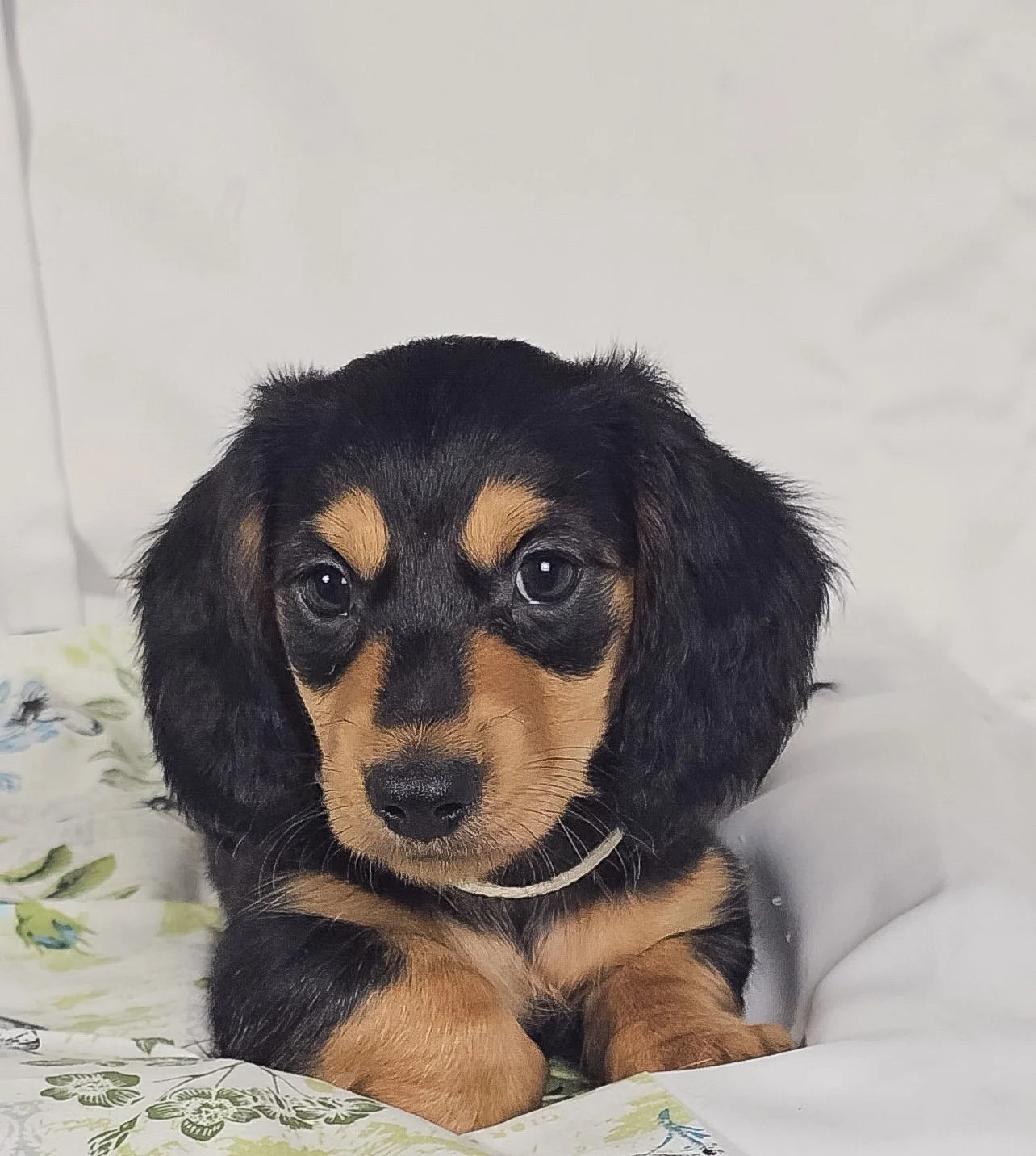 Cheese (RESERVED, longhaired boy)