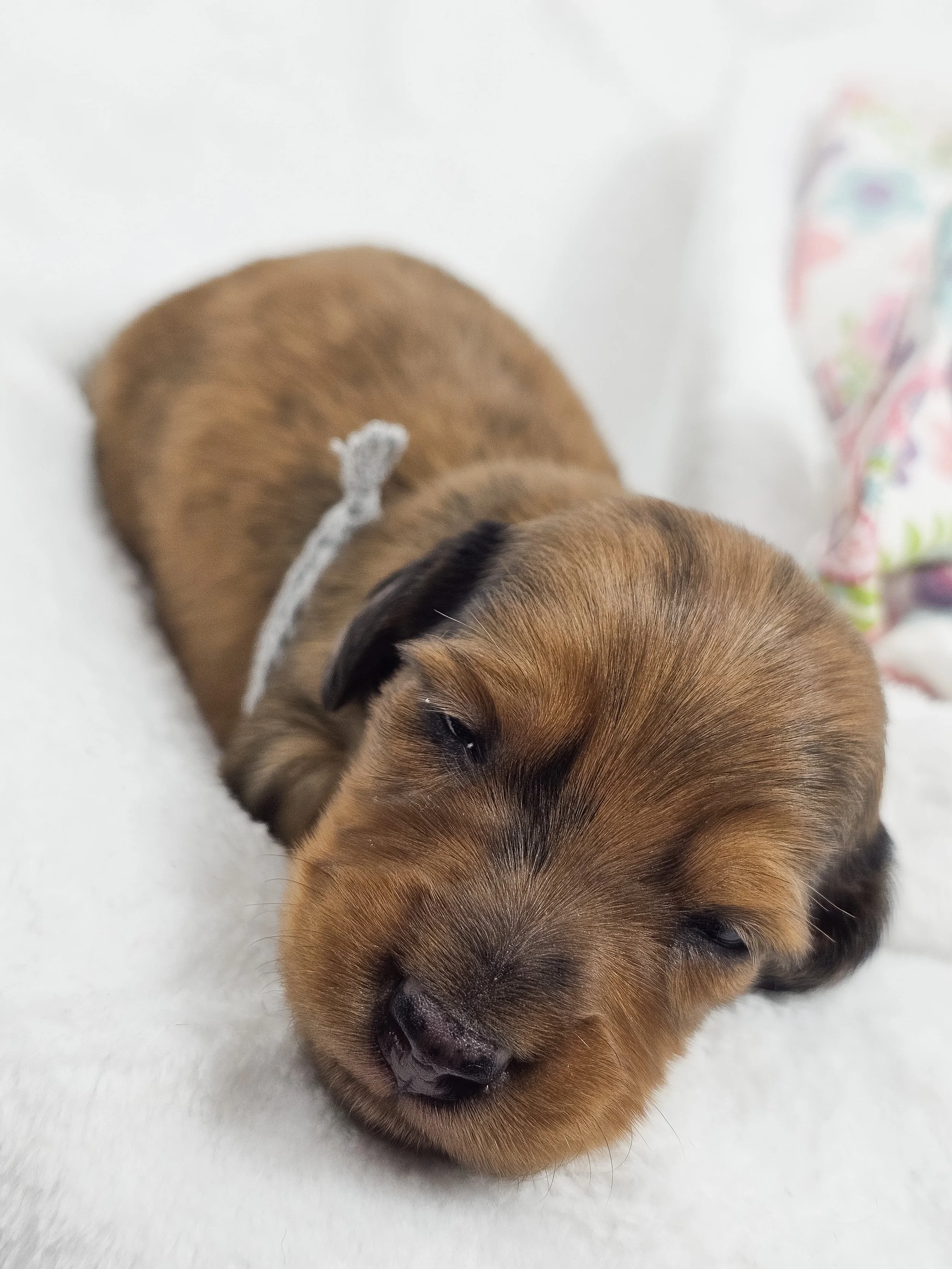 Shell (longhaired boy, $4000 with a $500 deposit towards total)