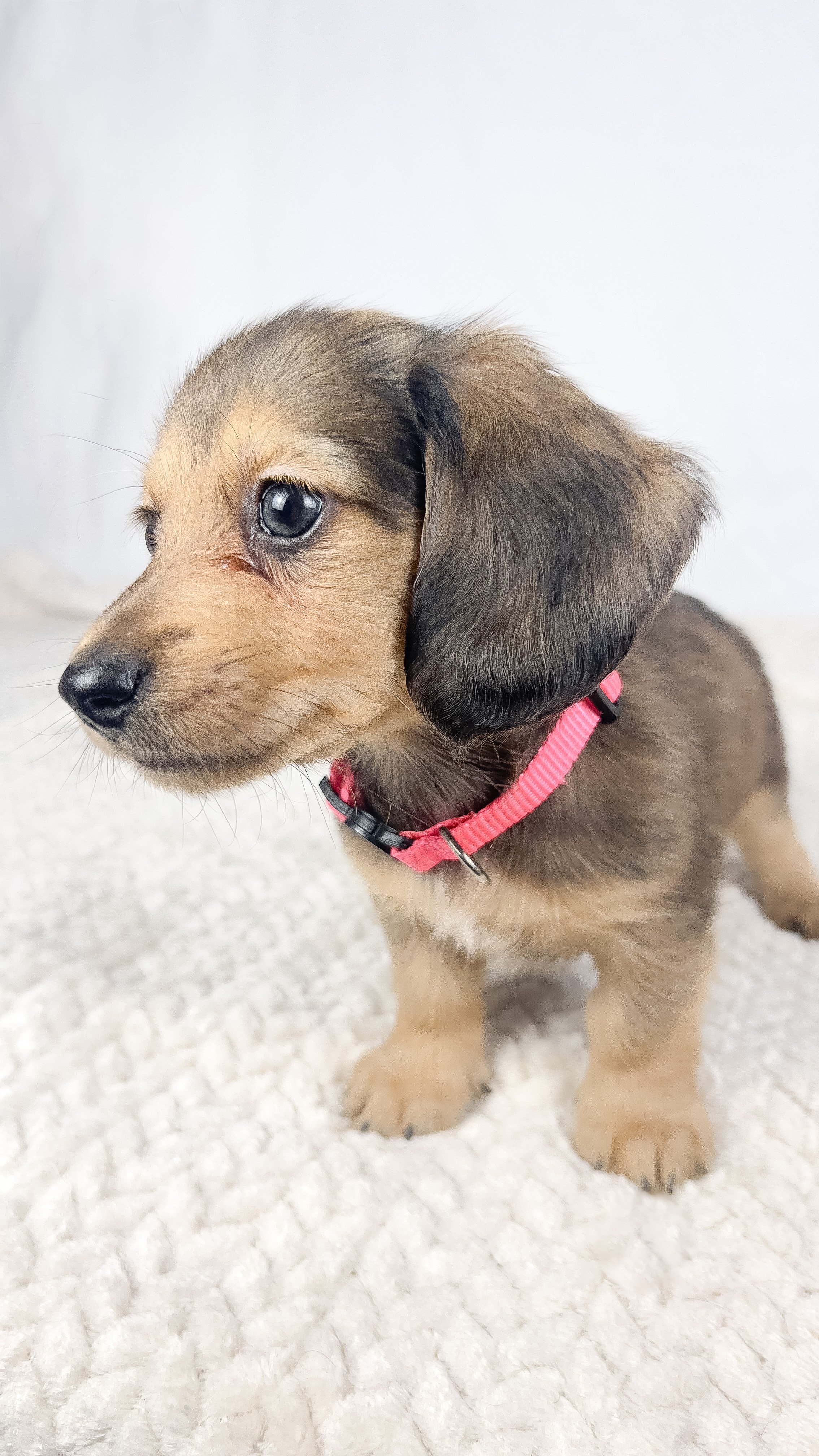 Cherry (RESERVED, longhaired boy)