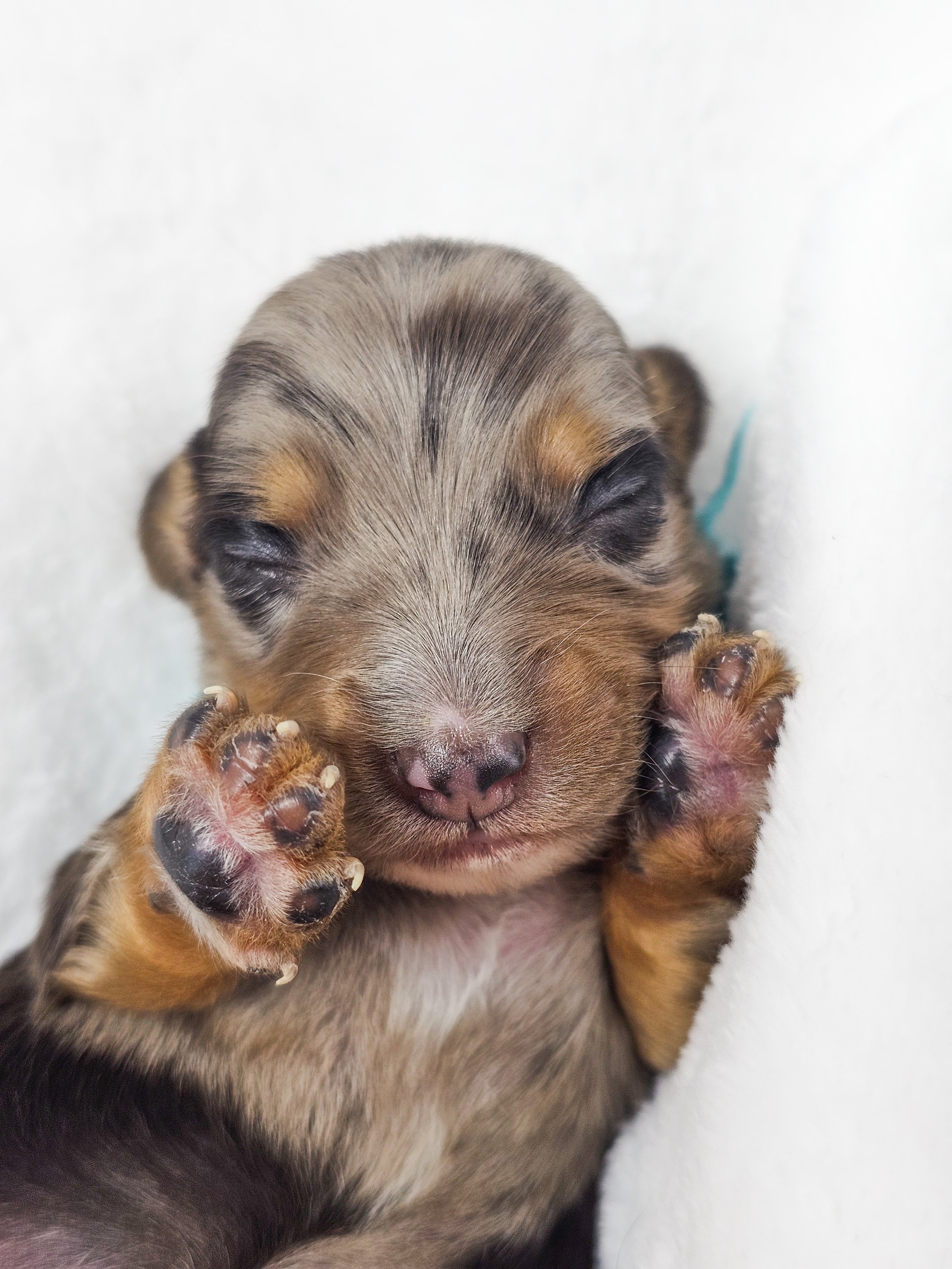 Tulip (RESERVED, longhaired girl)